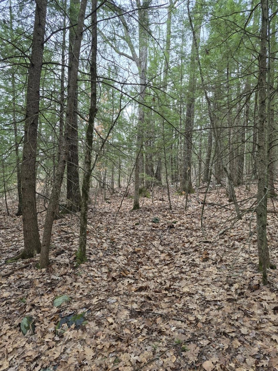 Pond Road Property Photo 5
