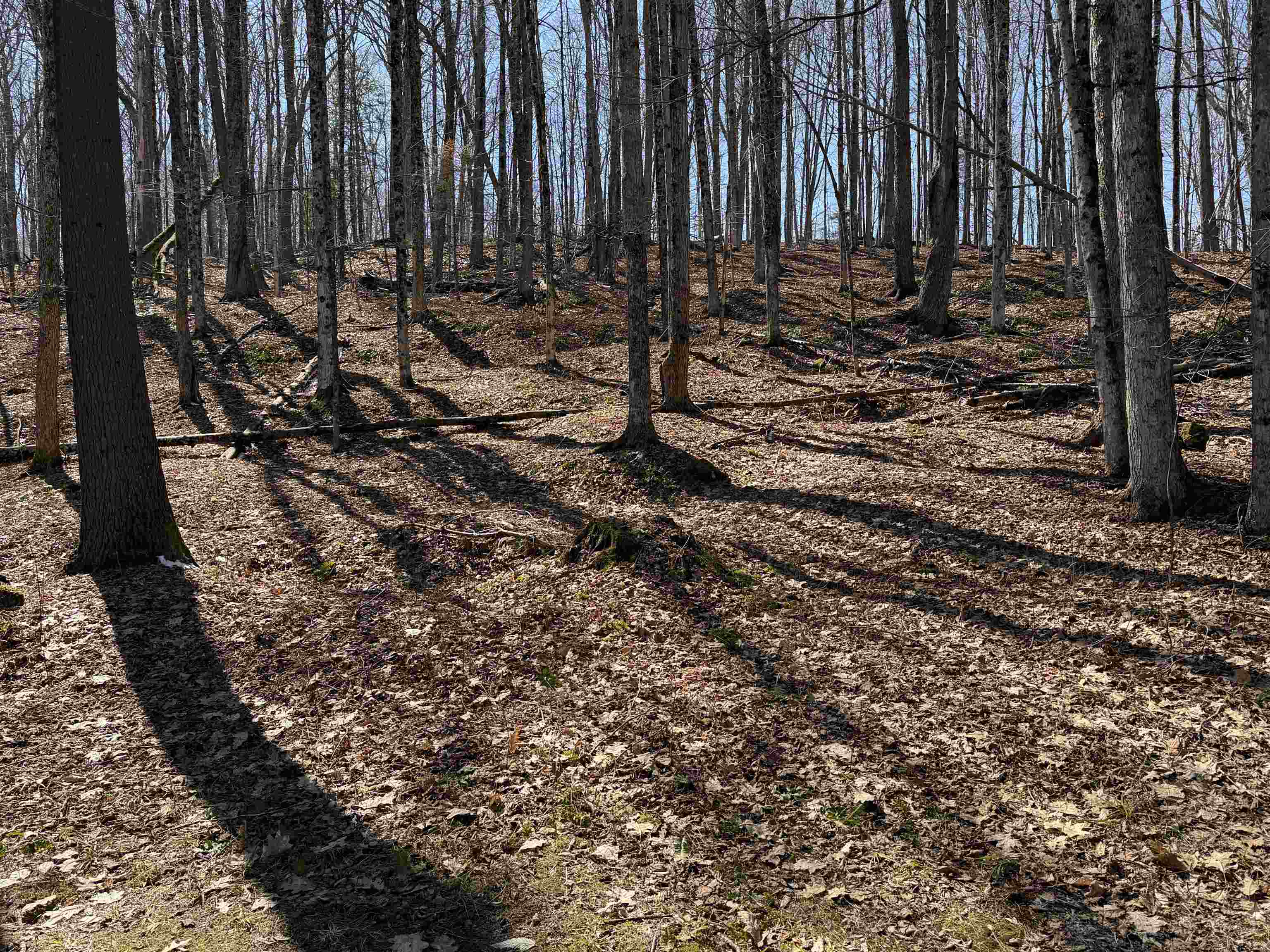 0 Oak Ridge Way Property Photo 11
