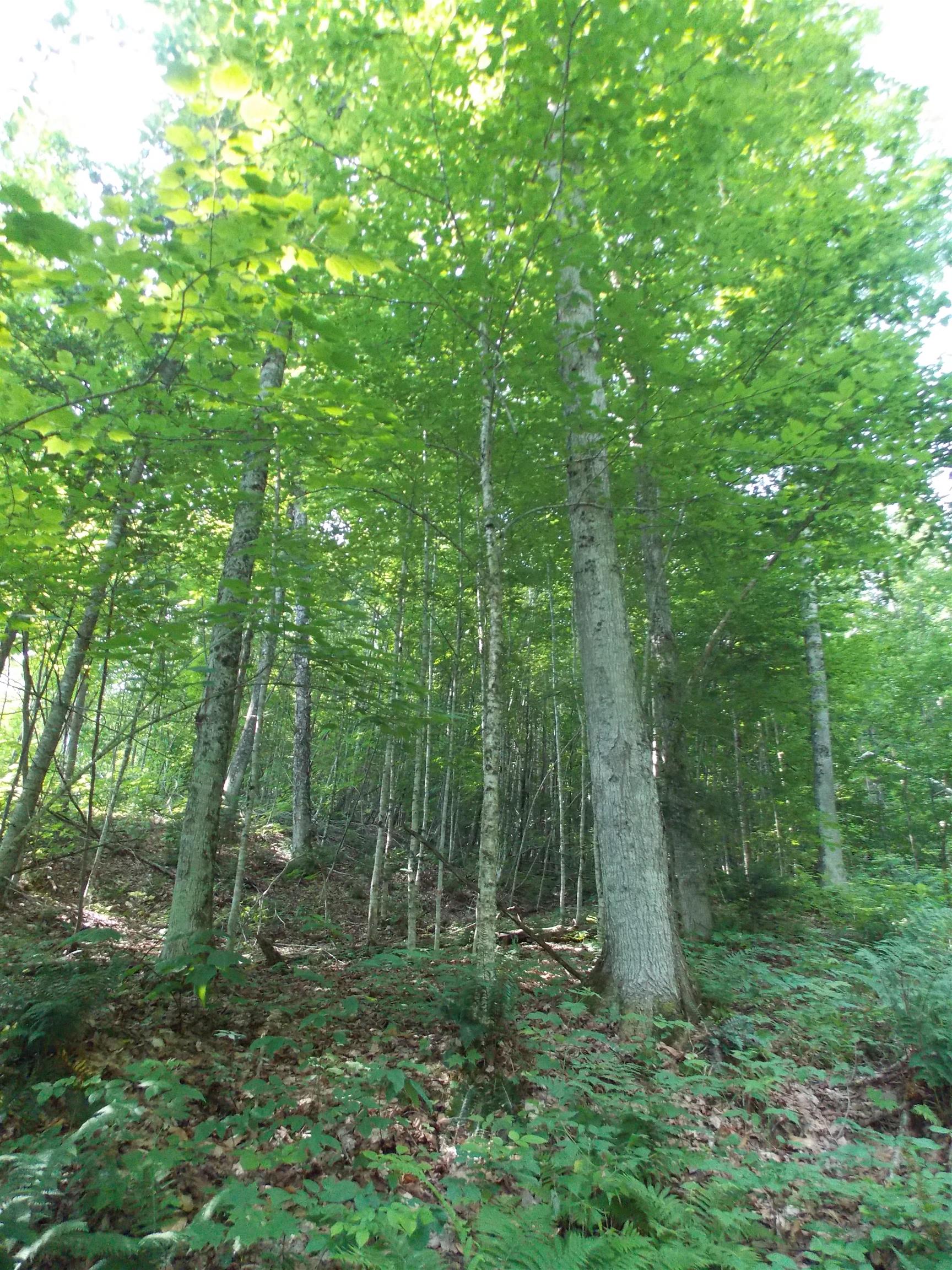 939 U.s. Route 5 Property Photo 16