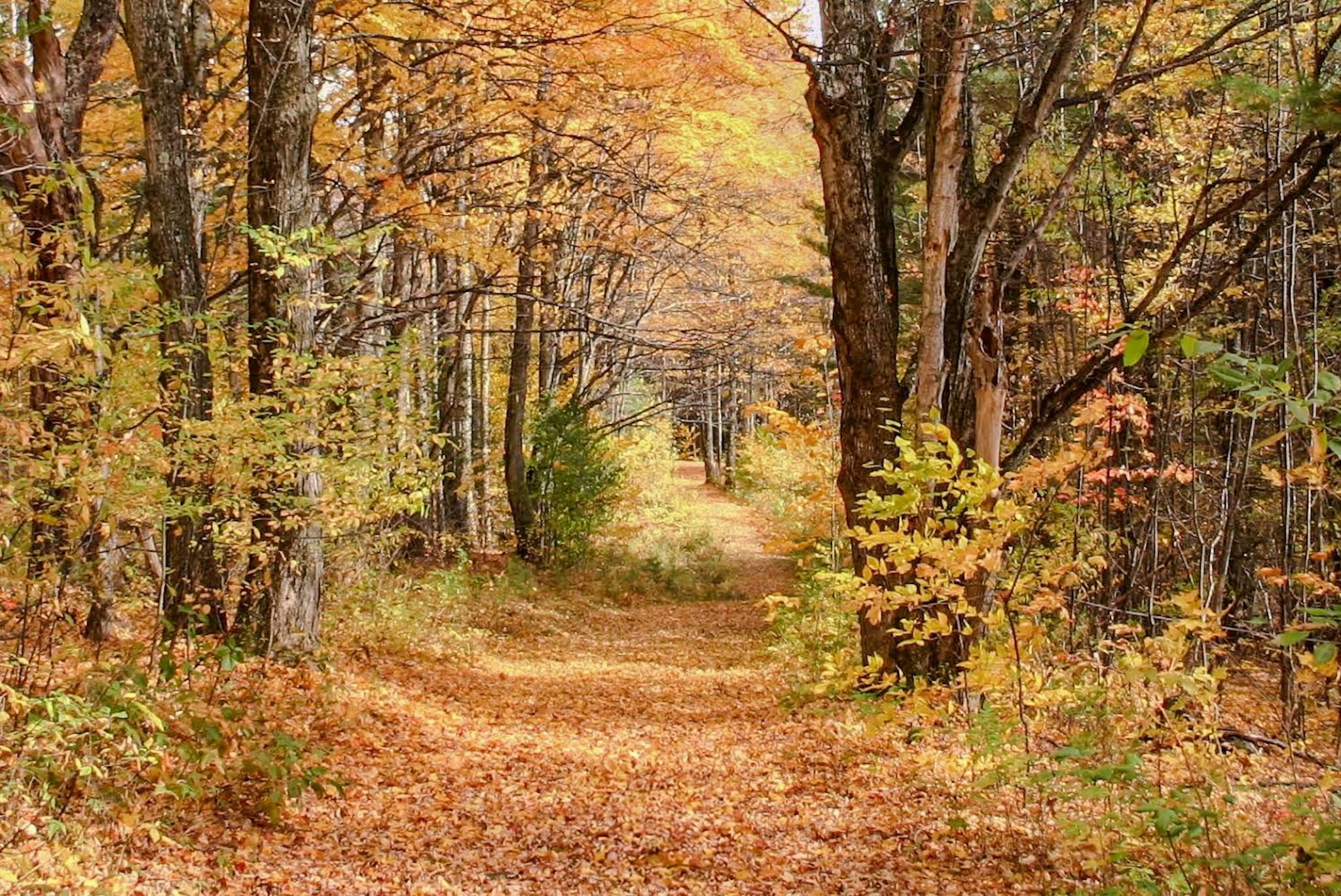 9671 Vt Route 12 Property Photo 36