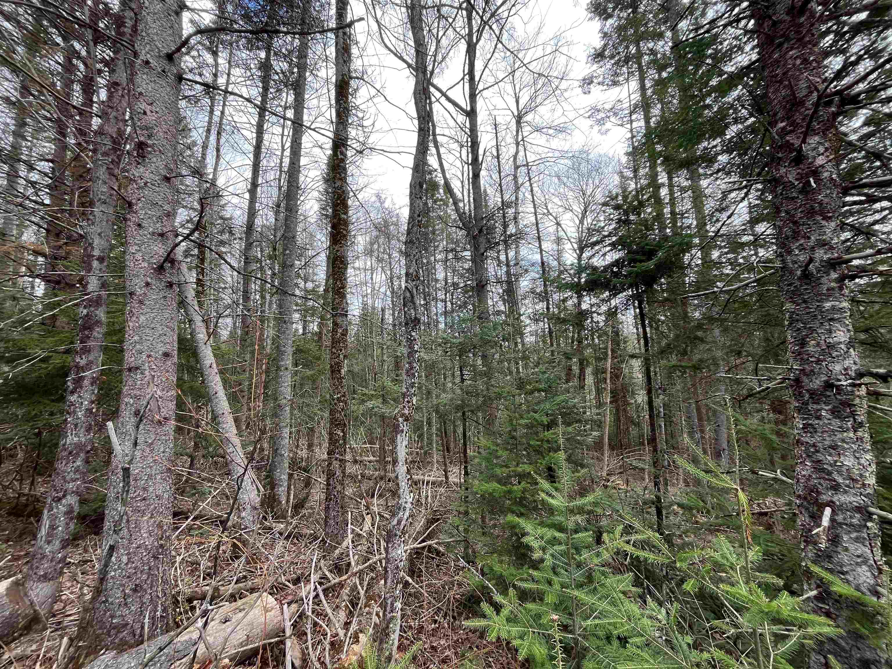 Tbd Center Pond Road Property Photo 6