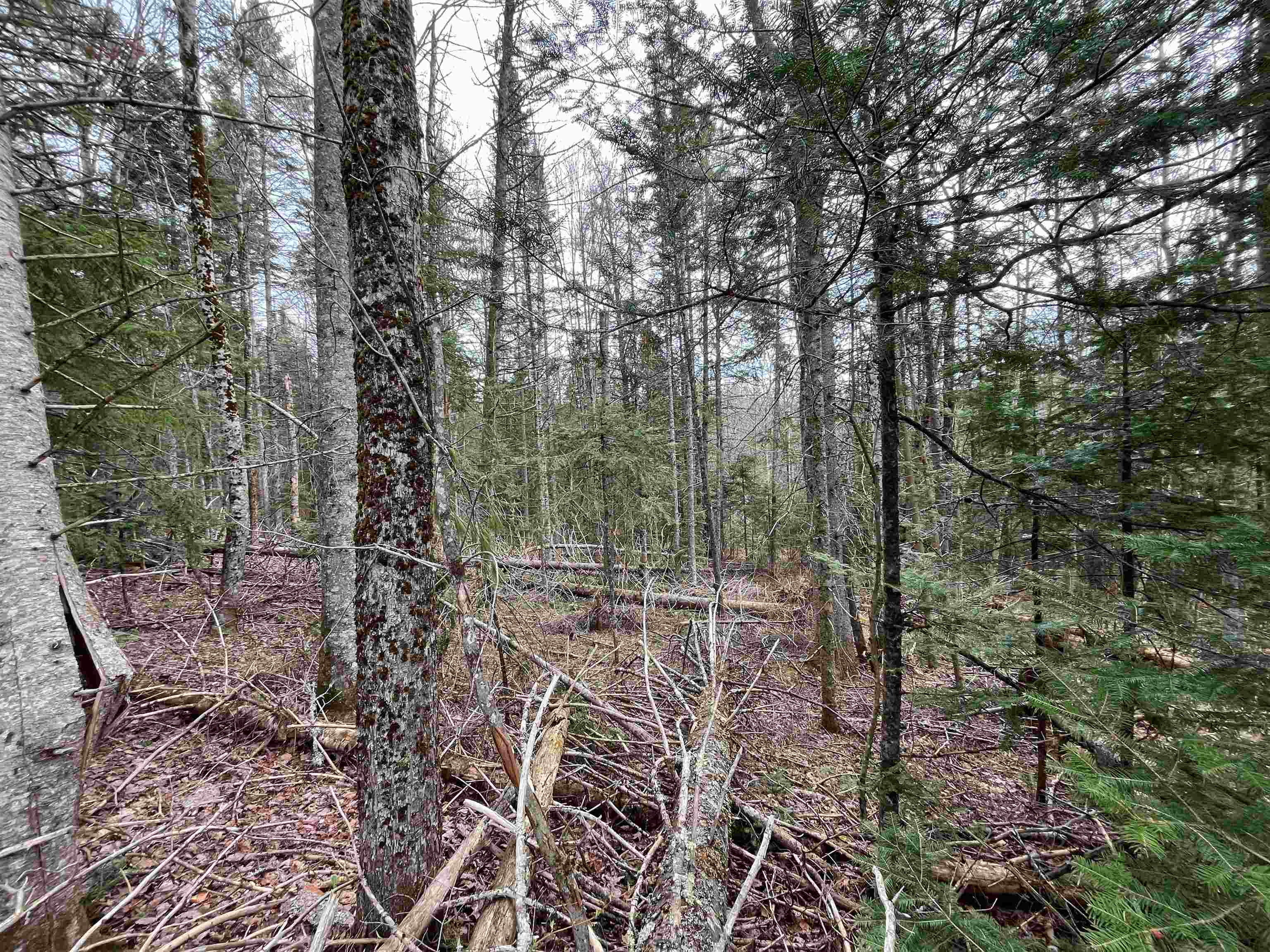 Tbd Center Pond Road Property Photo 7