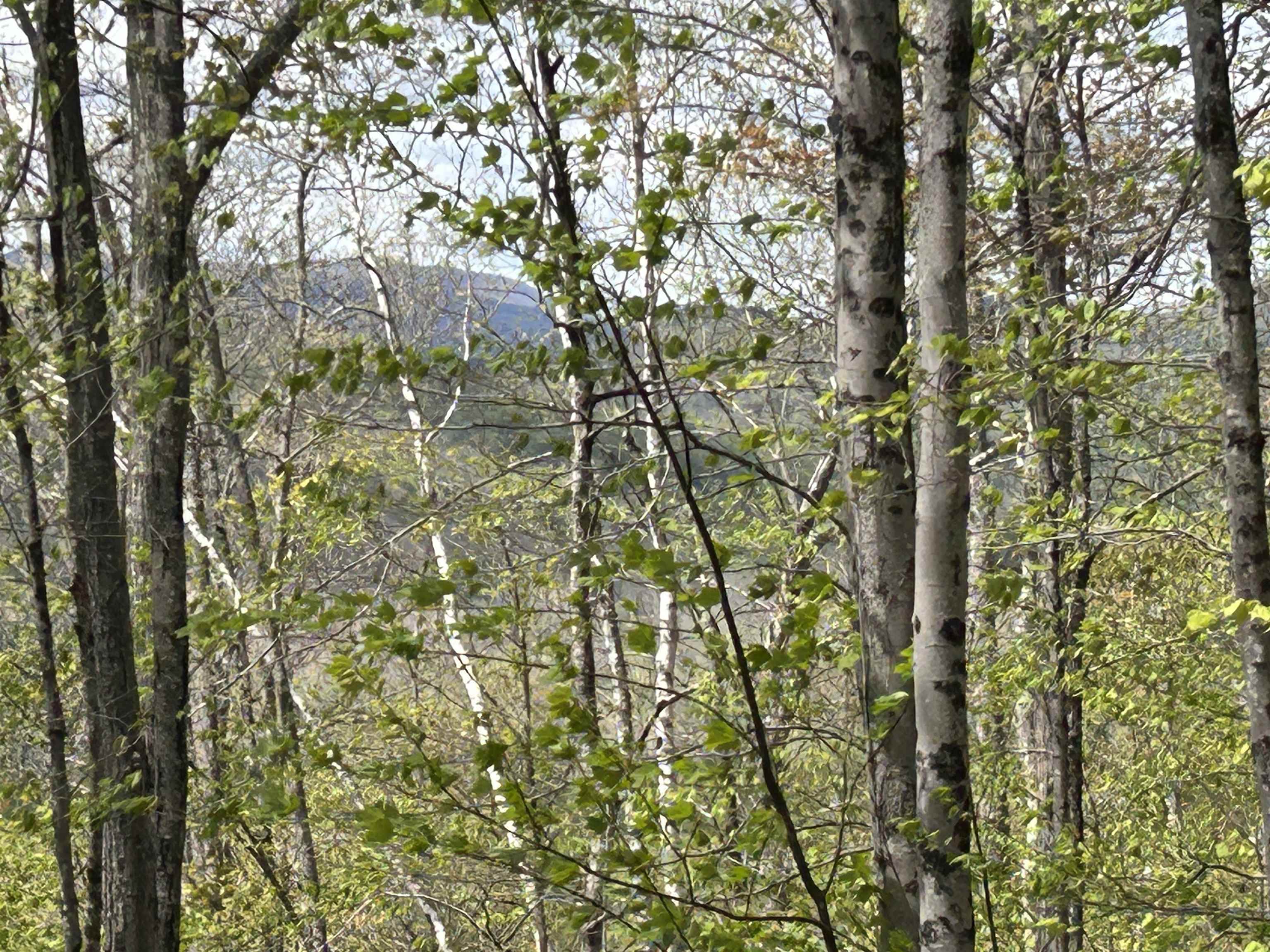188 Rattlesnake Mountain Road Property Photo 5