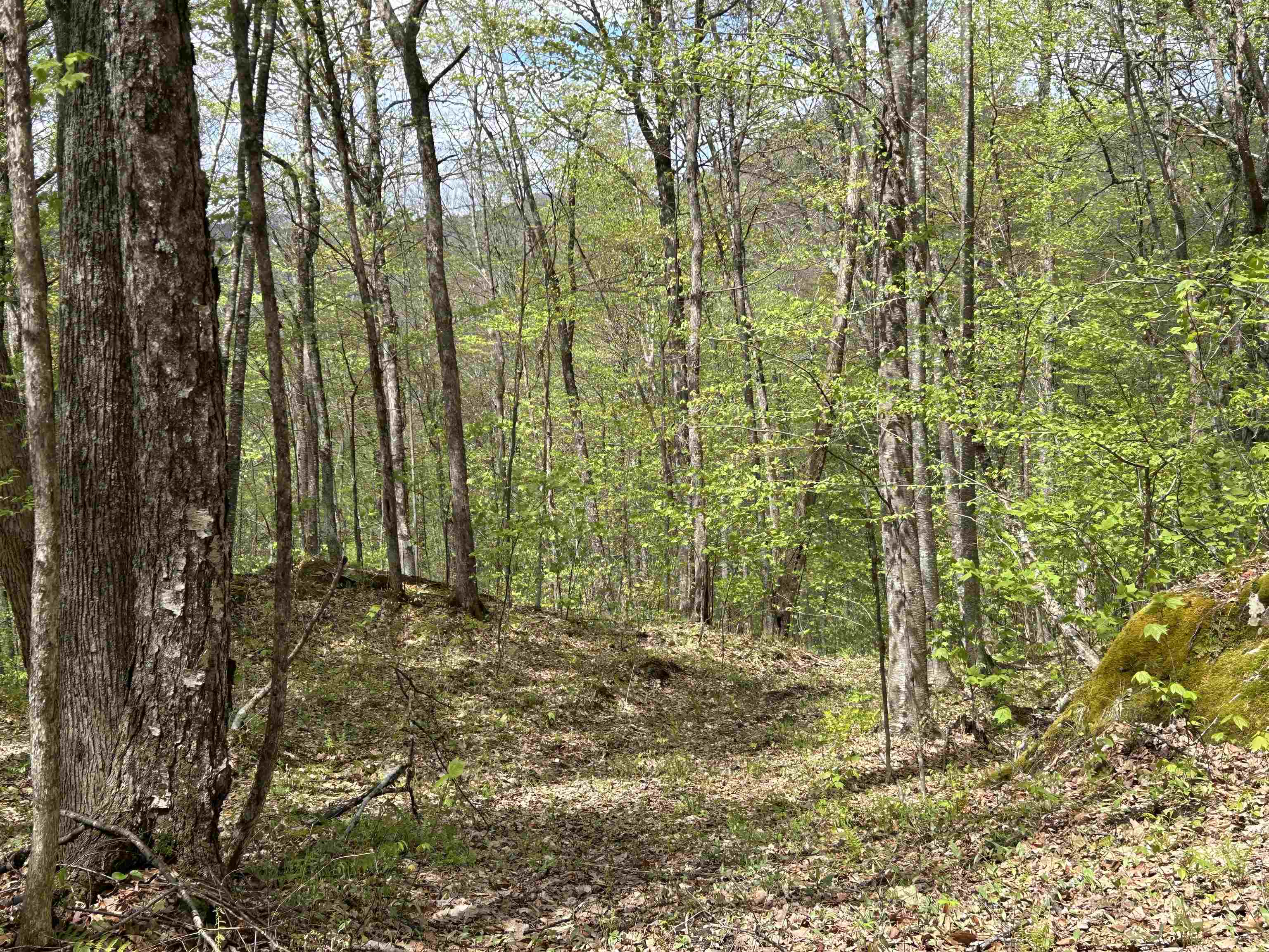 188 Rattlesnake Mountain Road Property Photo 13