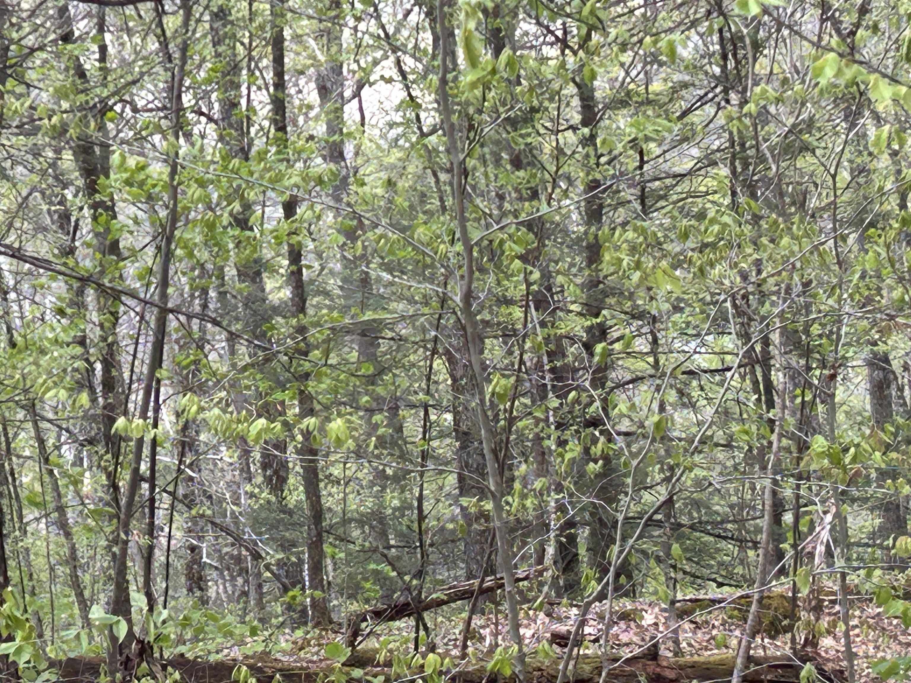 188 Rattlesnake Mountain Road Property Photo 15