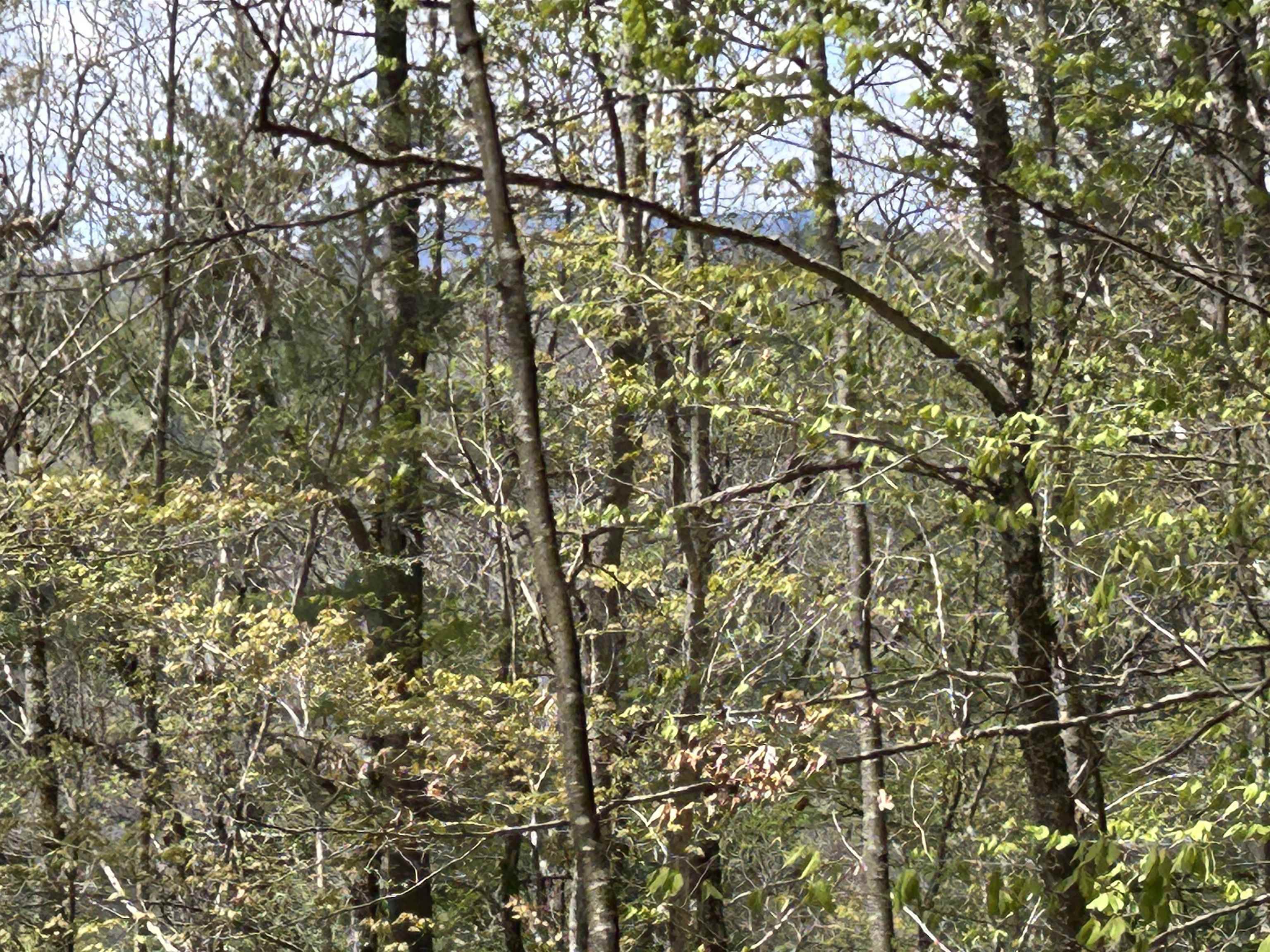 188 Rattlesnake Mountain Road Property Photo 19