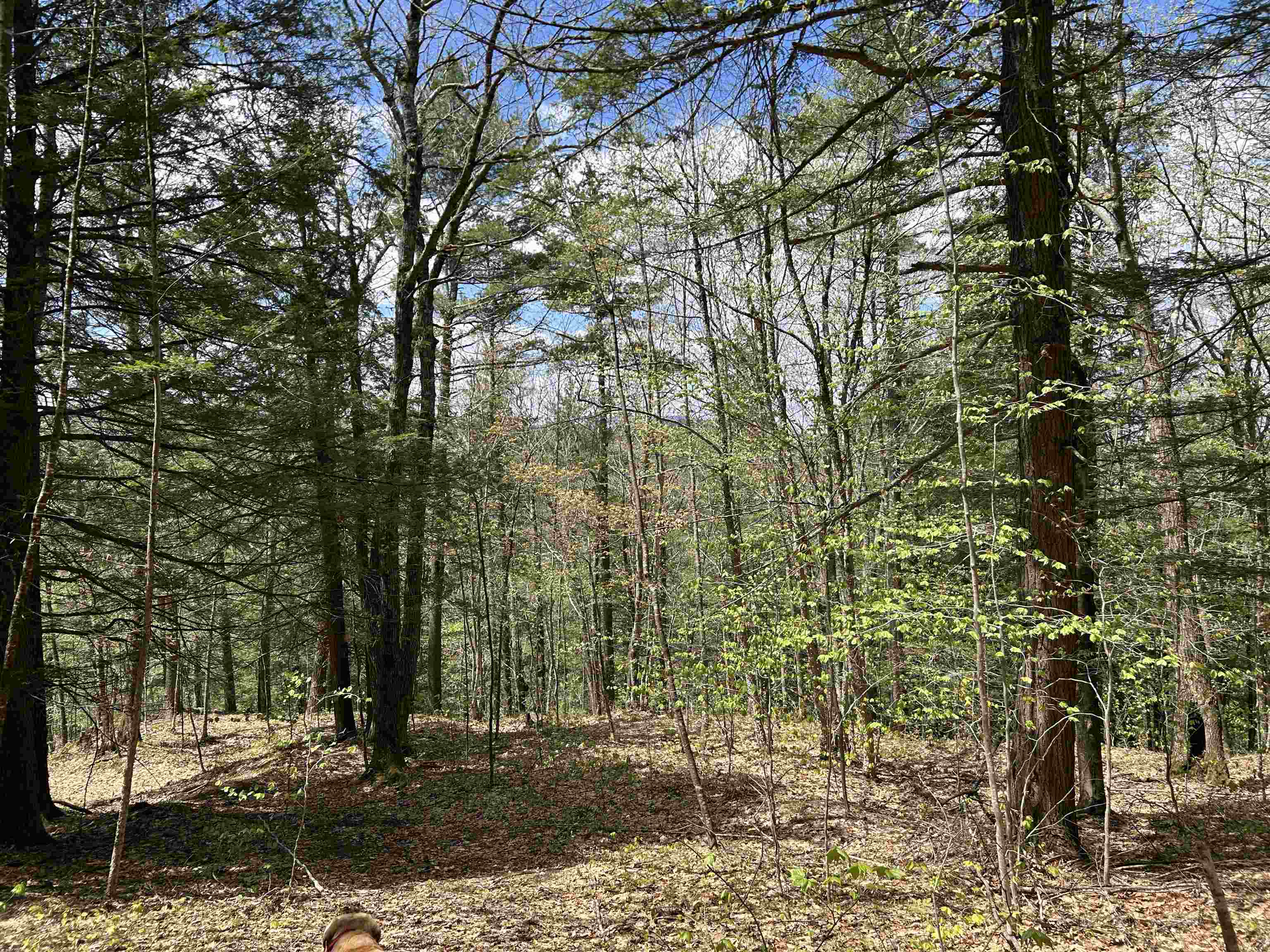 188 Rattlesnake Mountain Road Property Photo 20