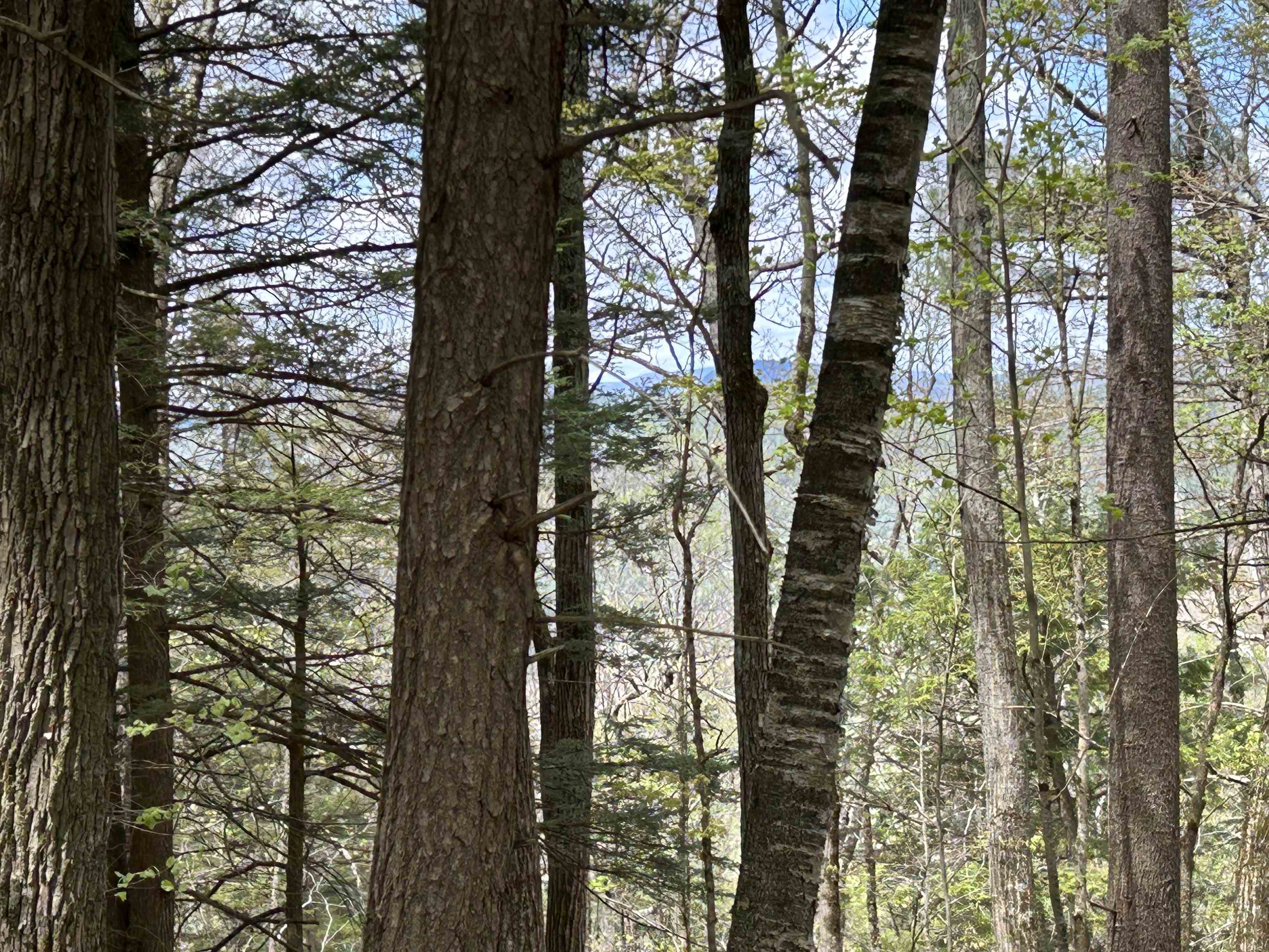 188 Rattlesnake Mountain Road Property Photo 23