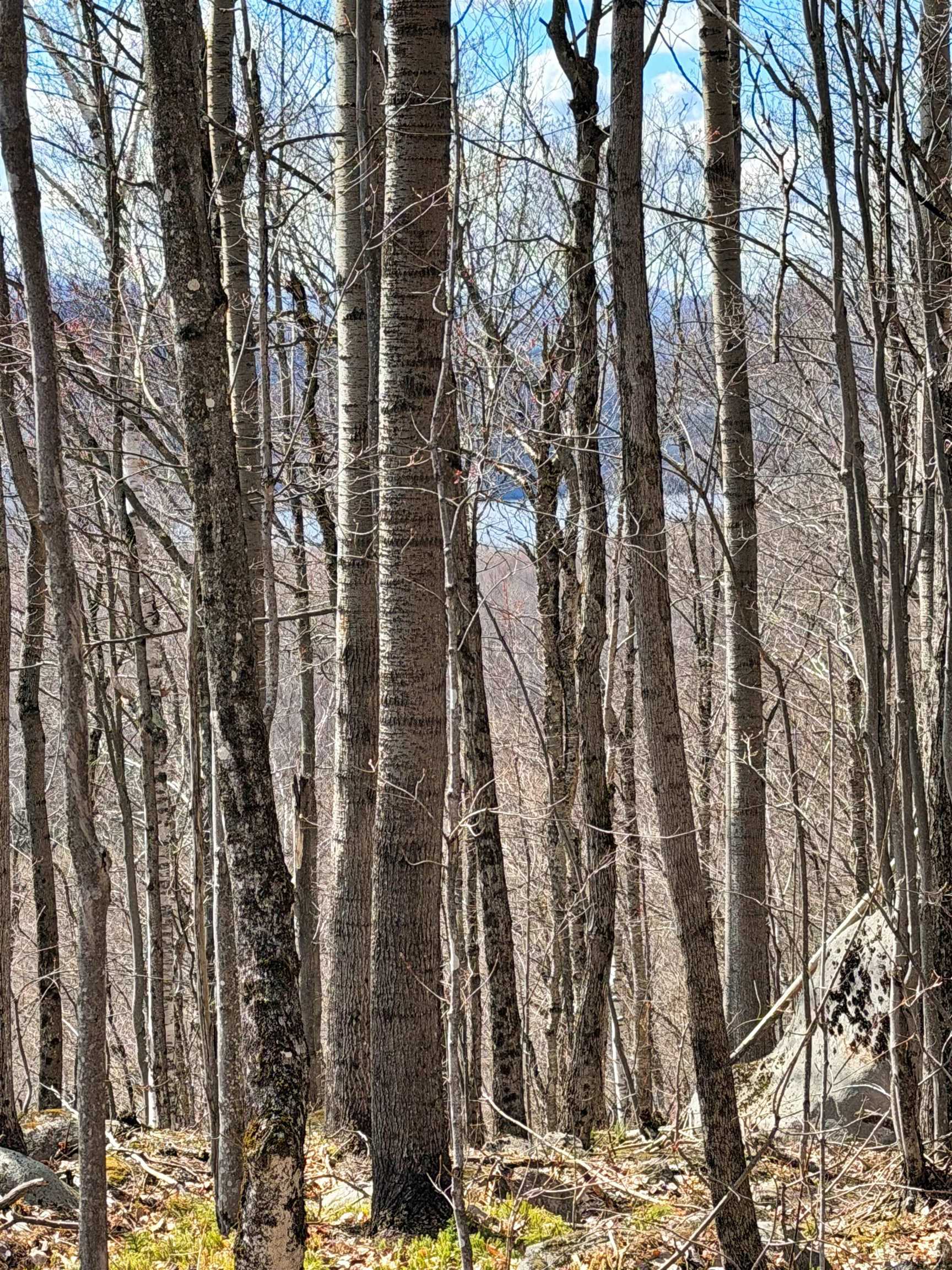 493 Wheeler Mountain Road Property Photo 32