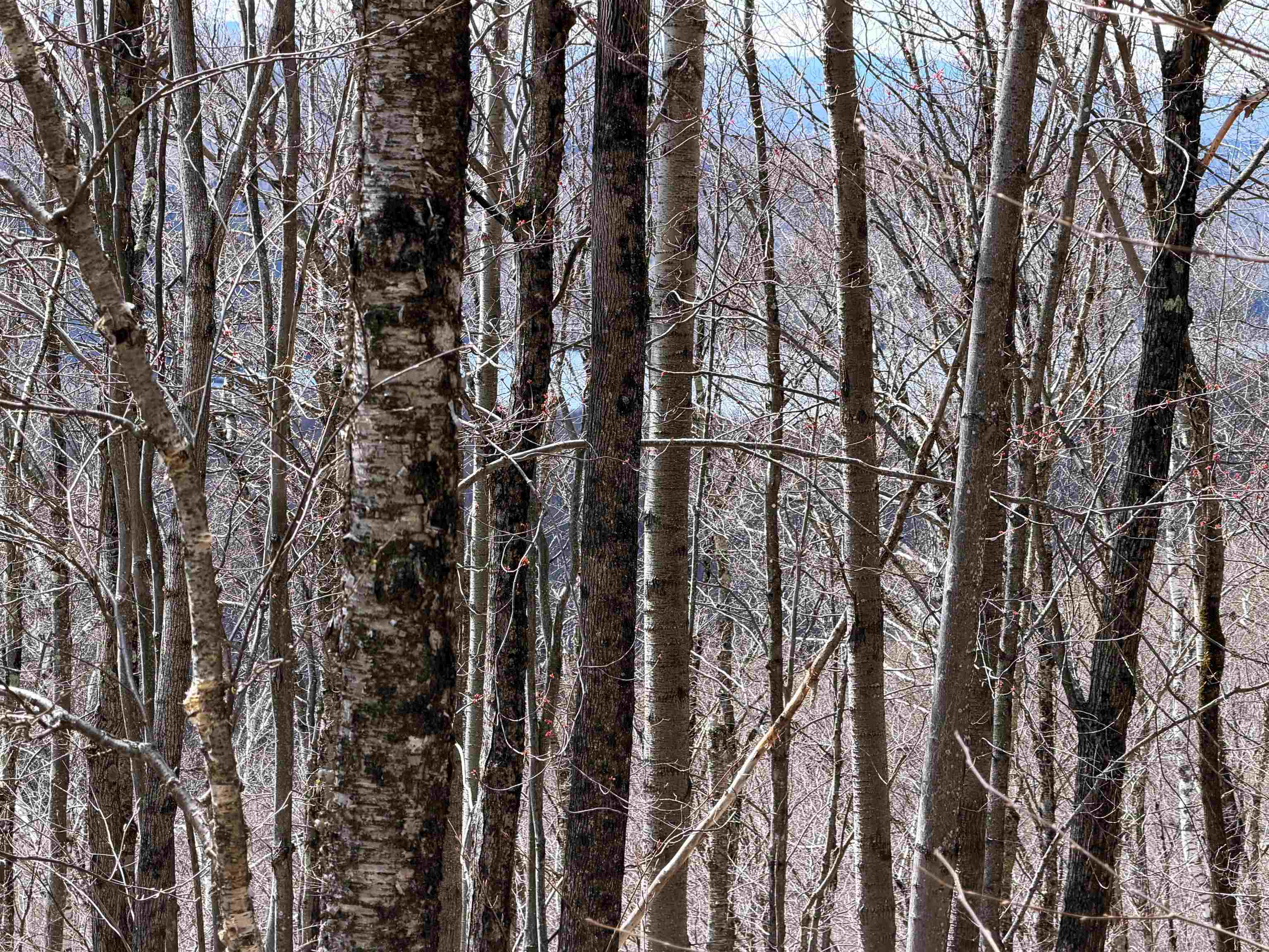 493 Wheeler Mountain Road Property Photo 38