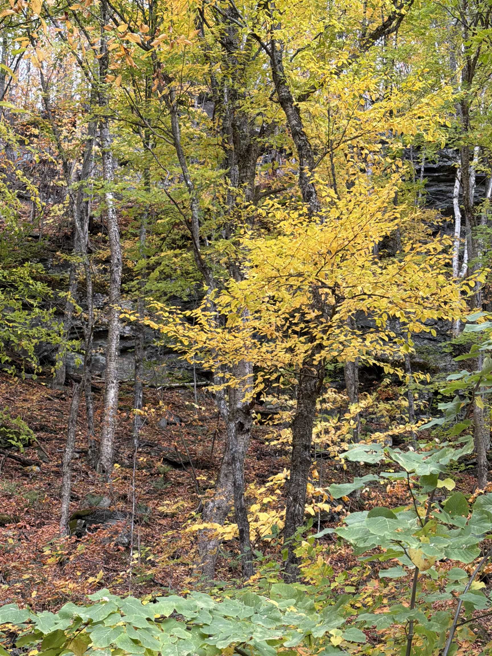 493 Wheeler Mountain Road Property Photo 59
