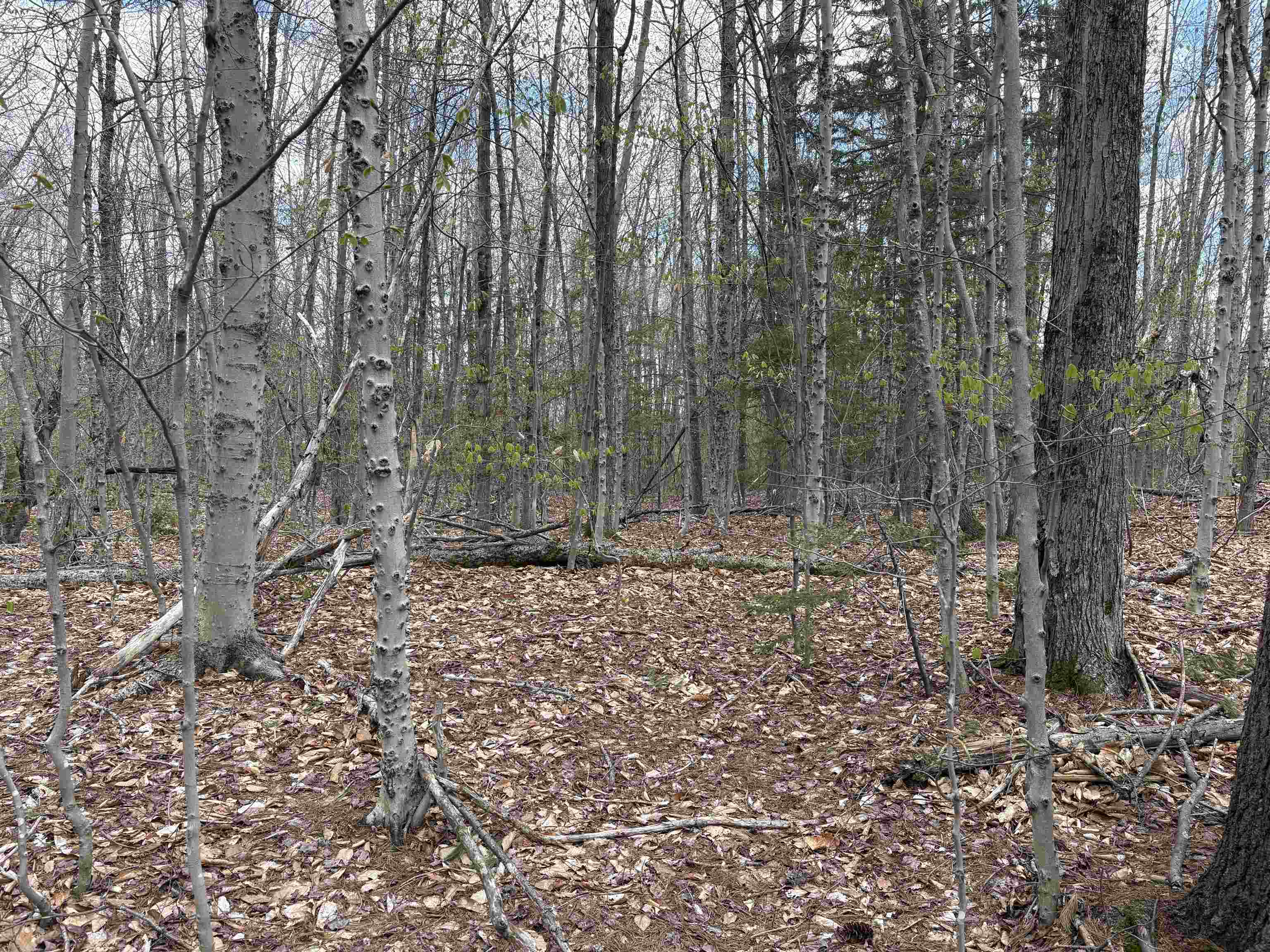 0 East Hill Road Property Photo 11