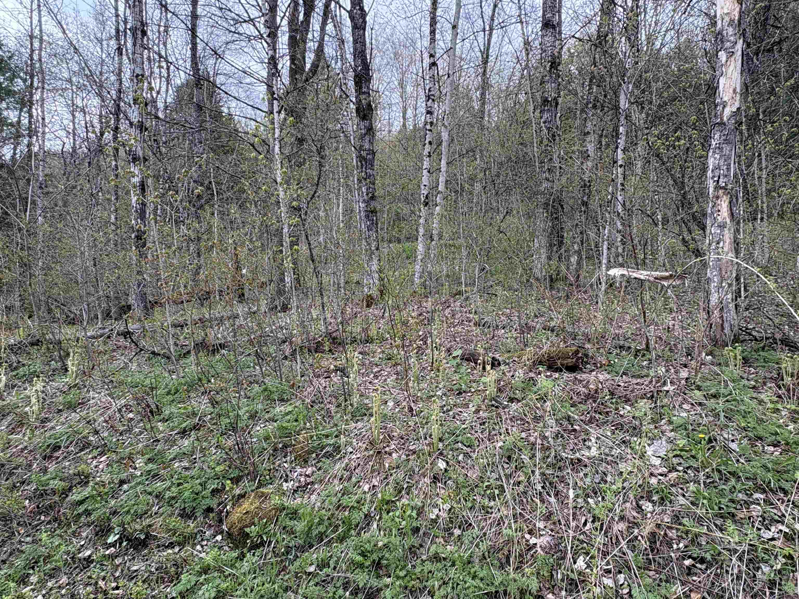 169 Bear Hill Road Property Photo 25