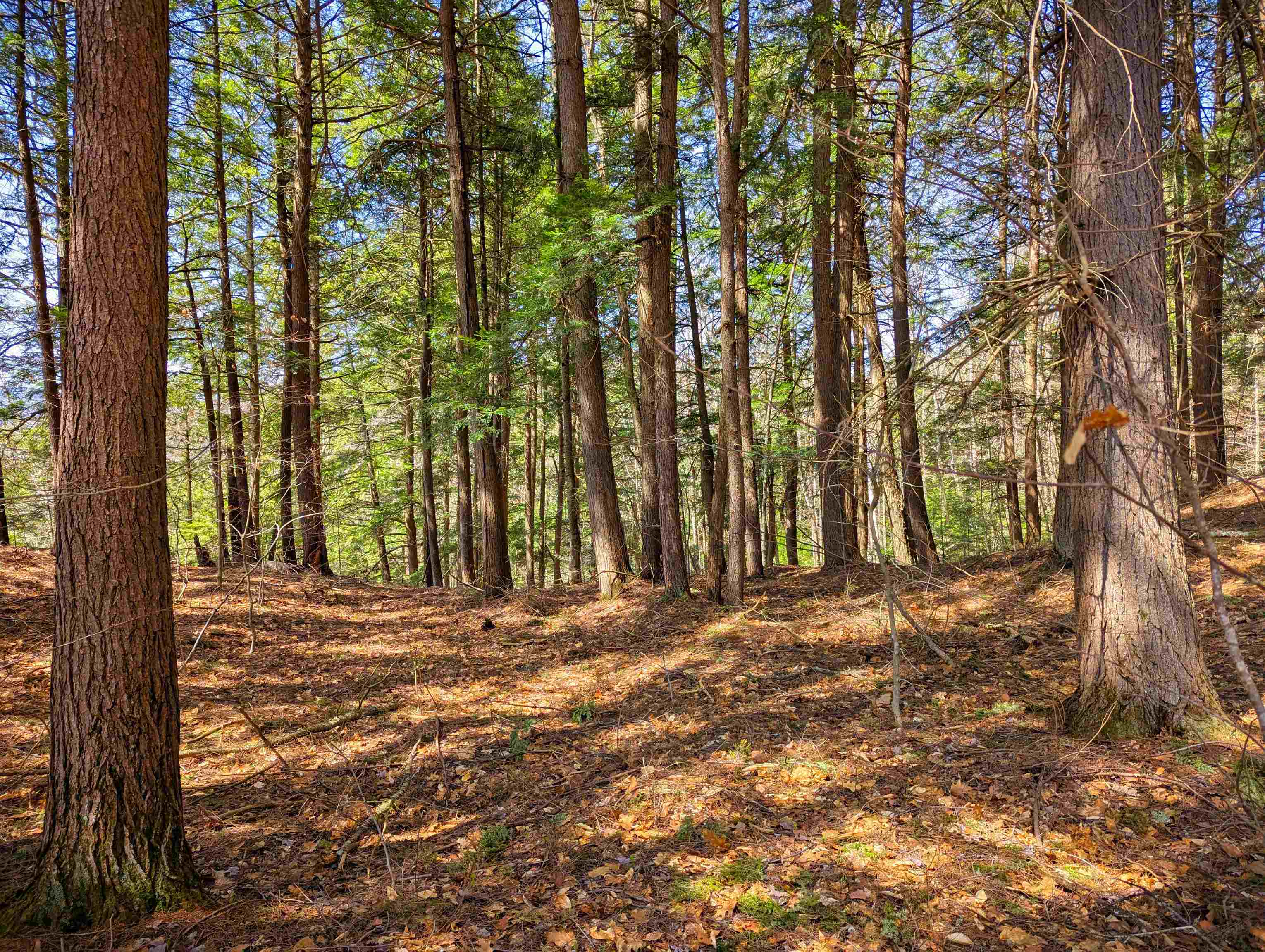 Vulture Mountain Road Property Photo 11