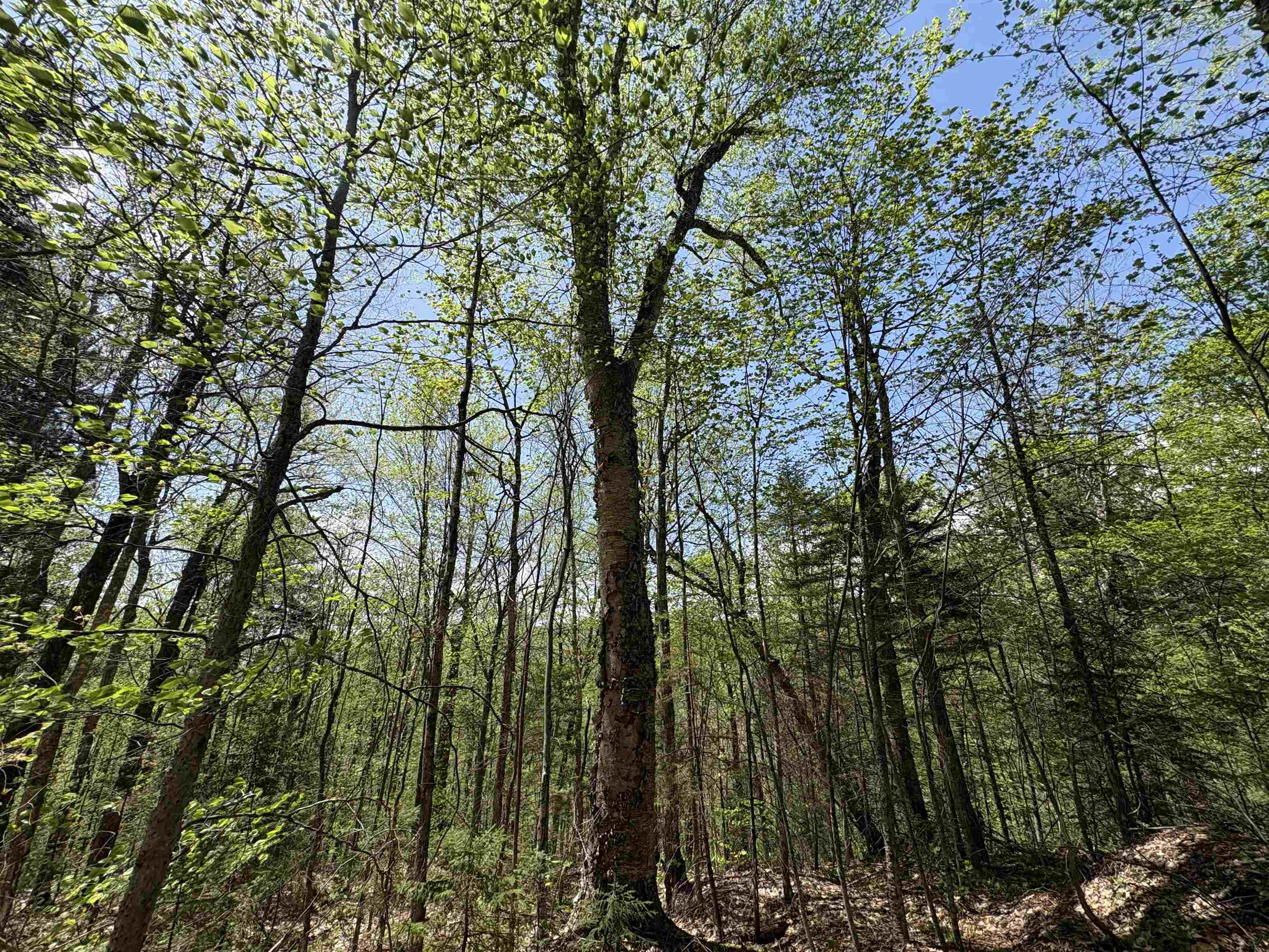 0 Mud Pond Pass Property Photo 32