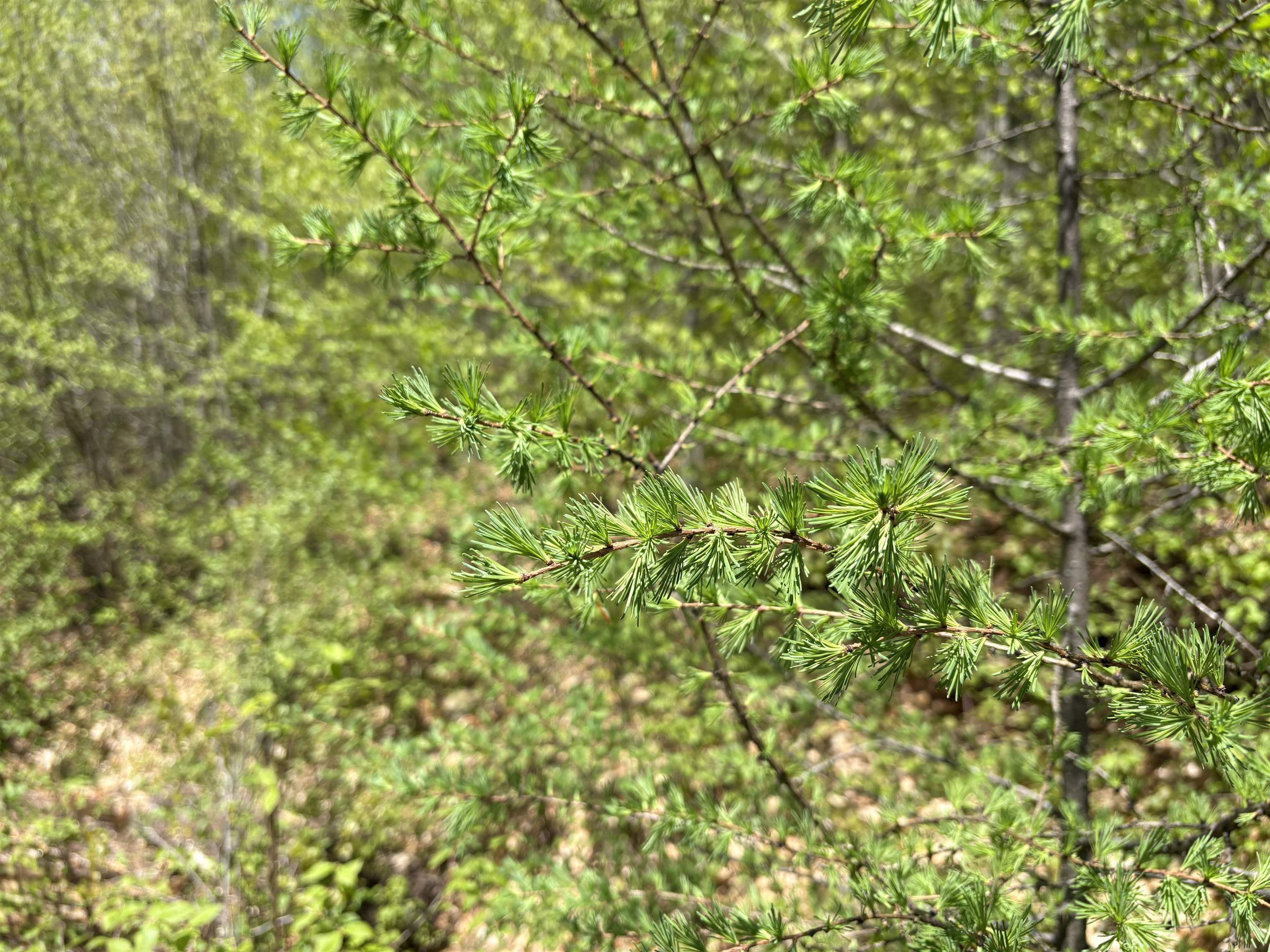 0 Mud Pond Pass Property Photo 37