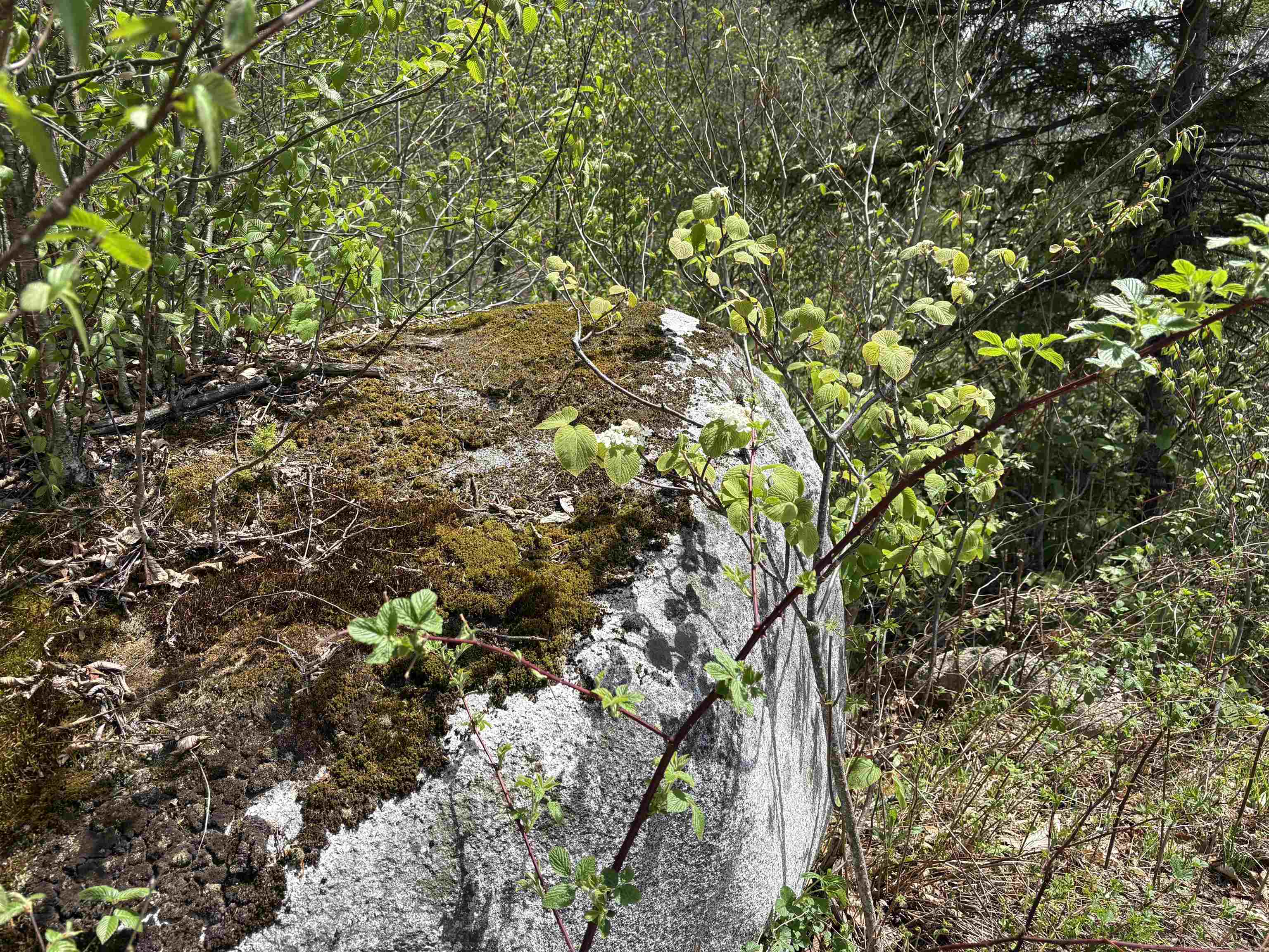 0 Mud Pond Pass Property Photo 40