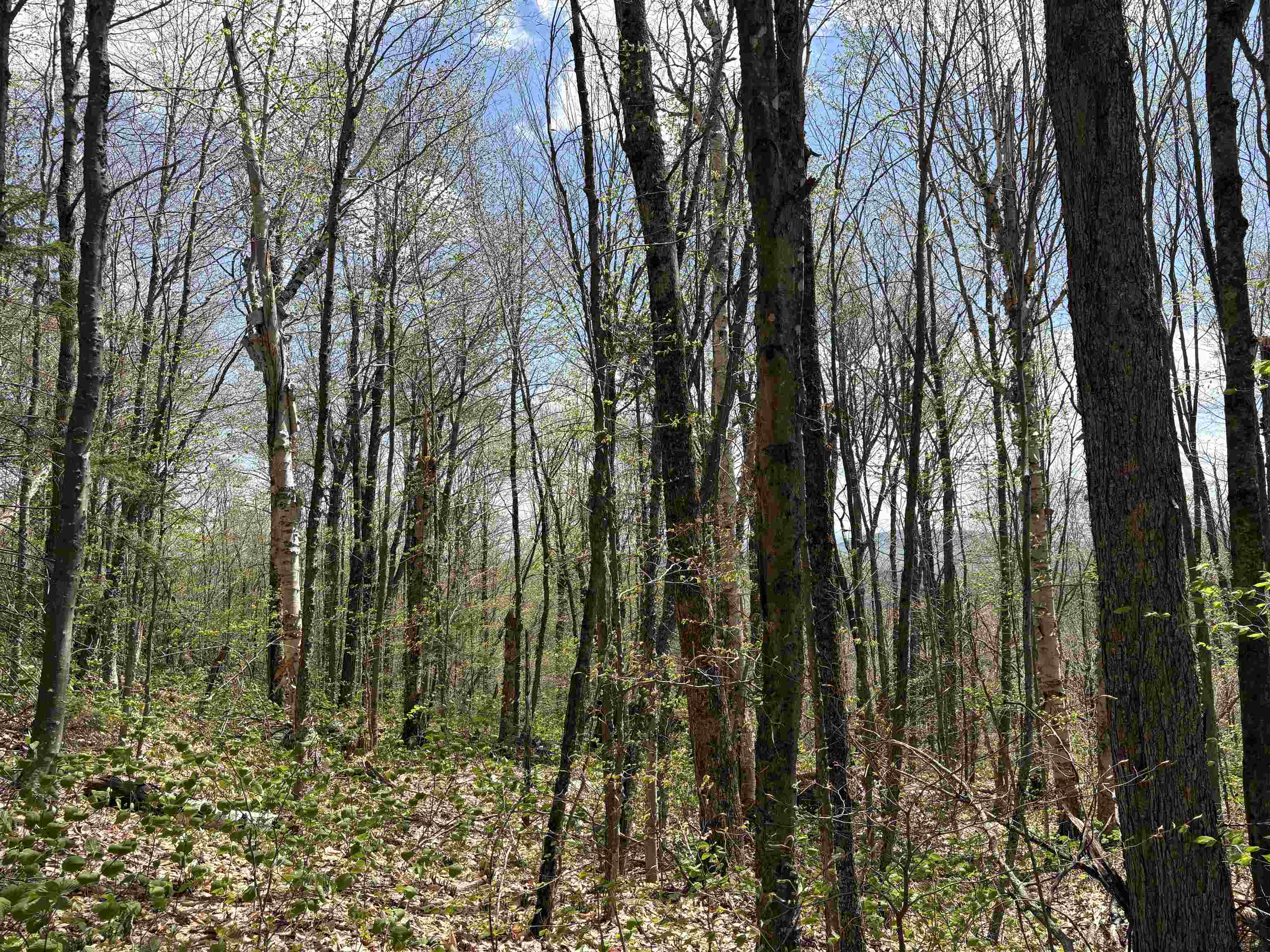 0 Mud Pond Pass Property Photo 43