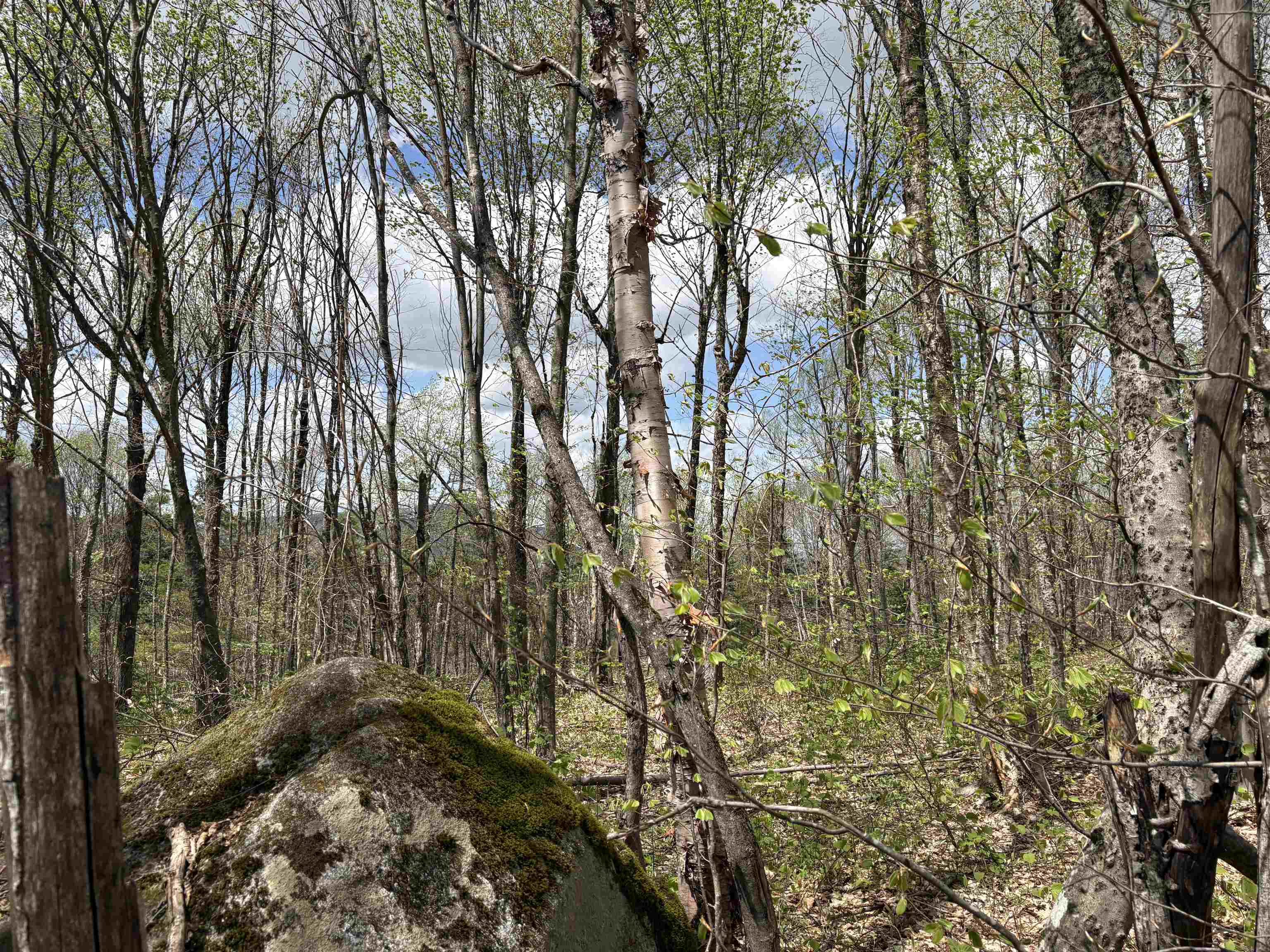 0 Mud Pond Pass Property Photo 48