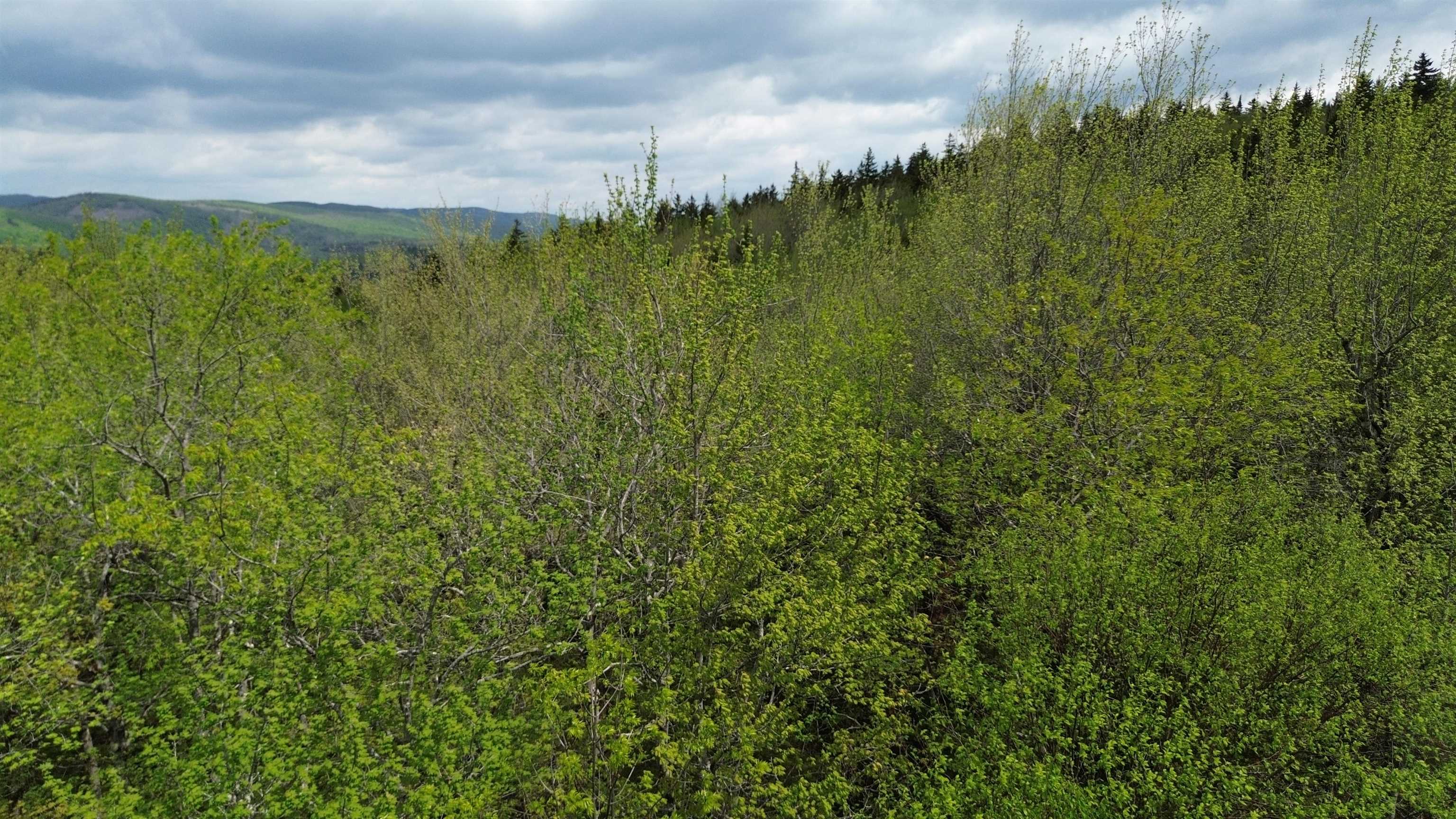 Map 8 Lot 29 Martin Road Property Photo 5