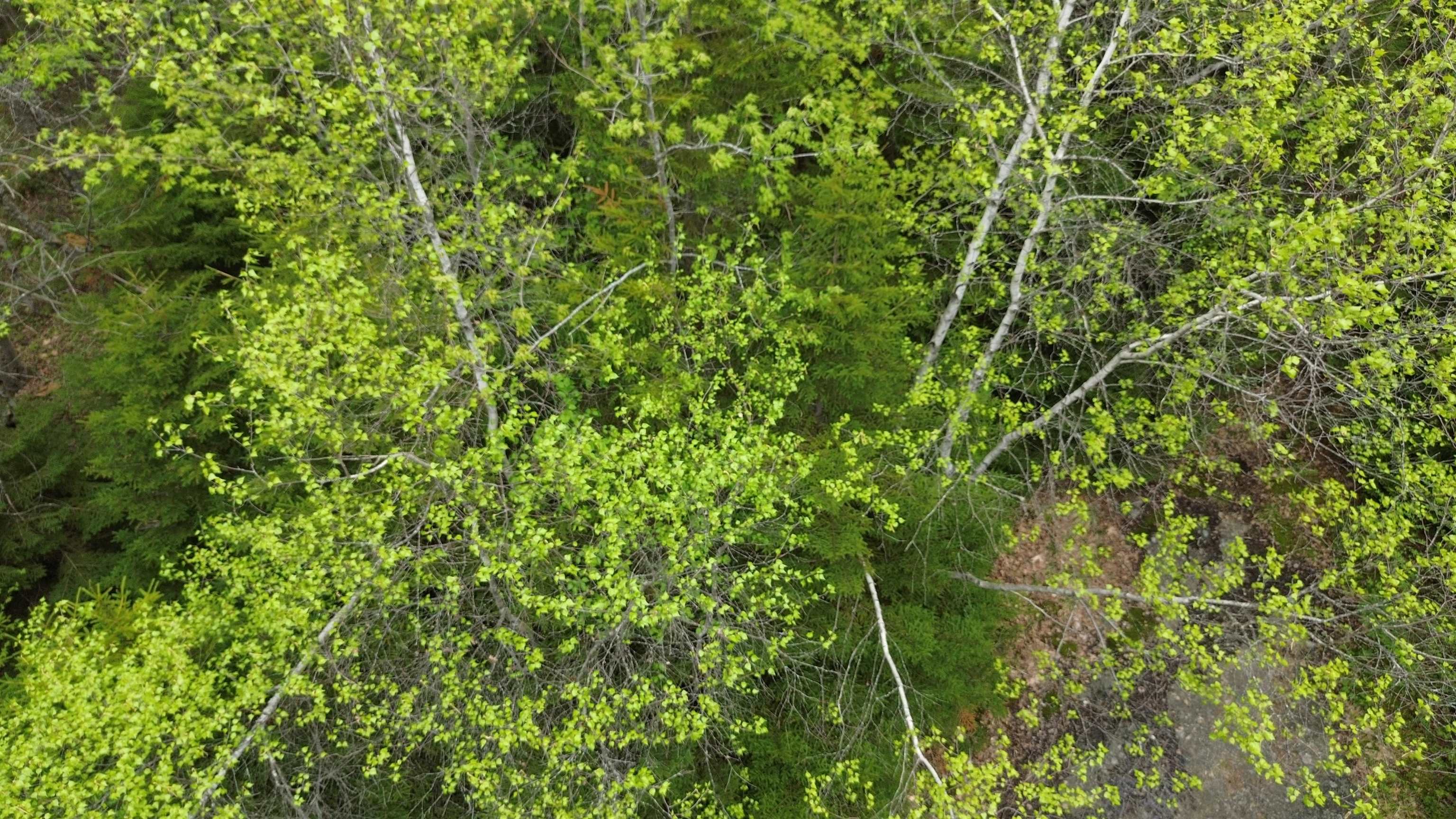 Map 8 Lot 29 Martin Road Property Photo 14