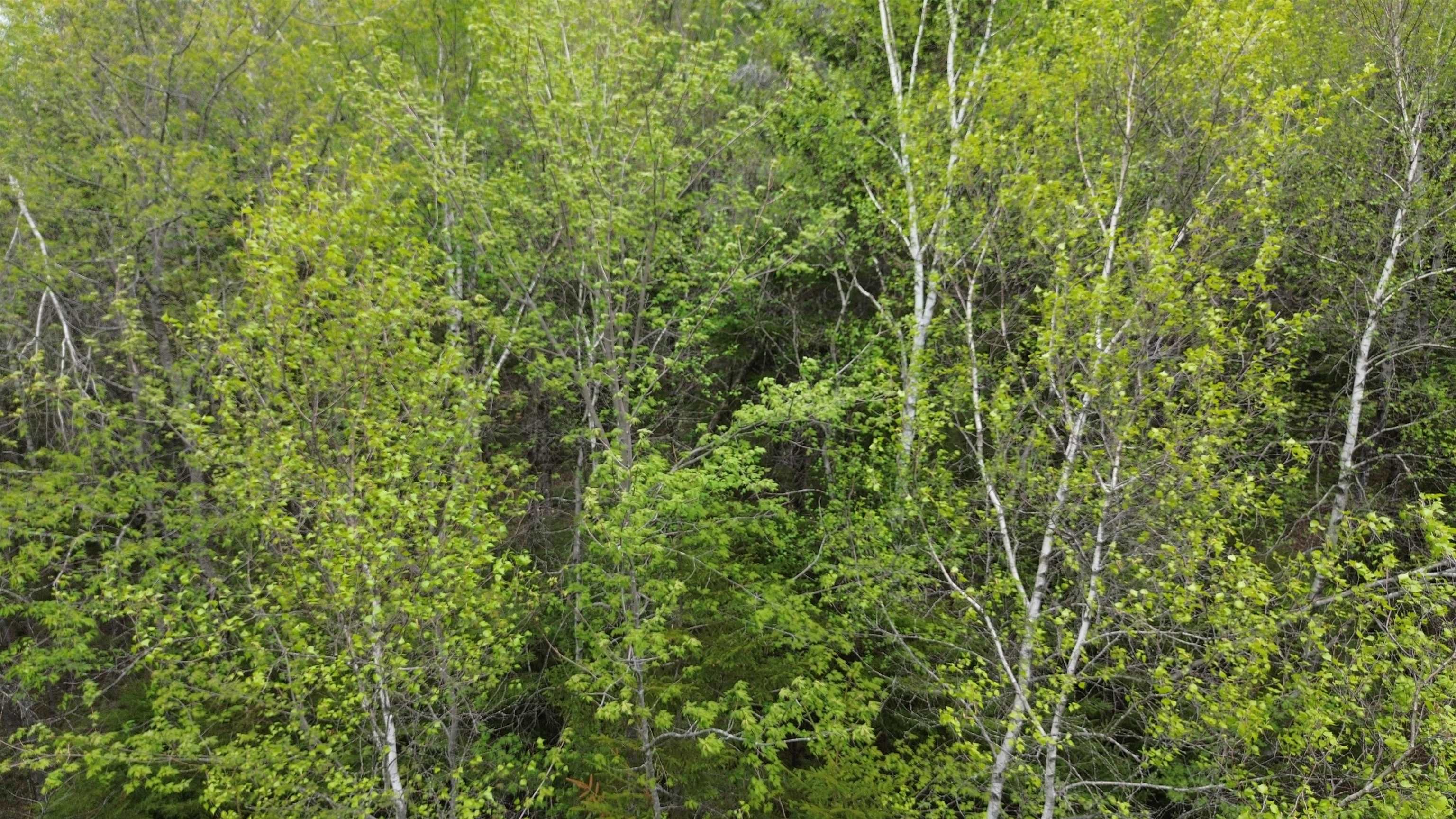 Map 8 Lot 29 Martin Road Property Photo 15