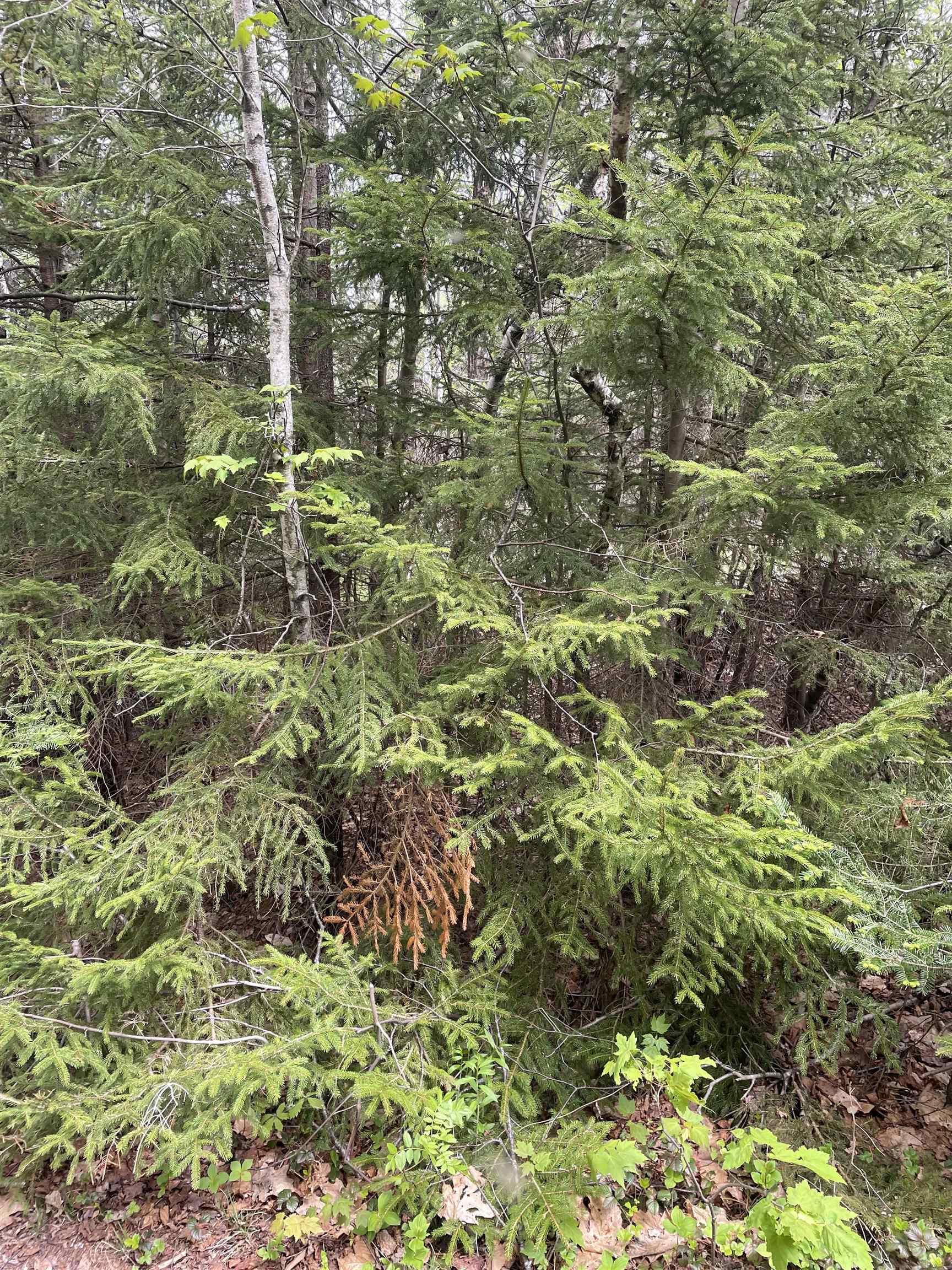 Map 8 Lot 29 Martin Road Property Photo 18
