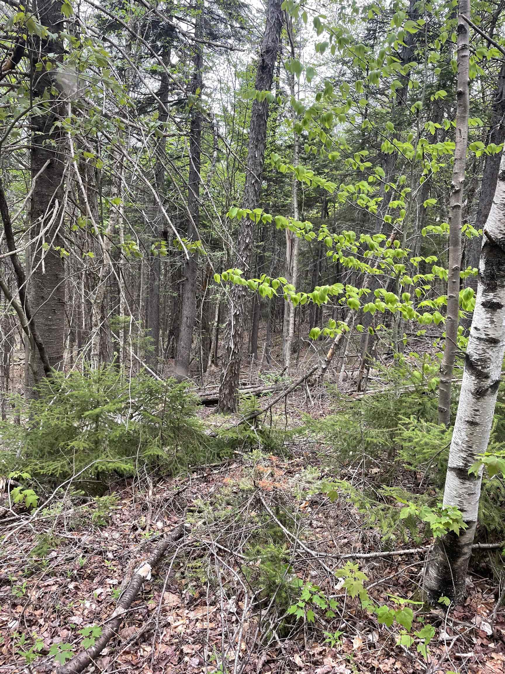 Map 8 Lot 29 Martin Road Property Photo 21