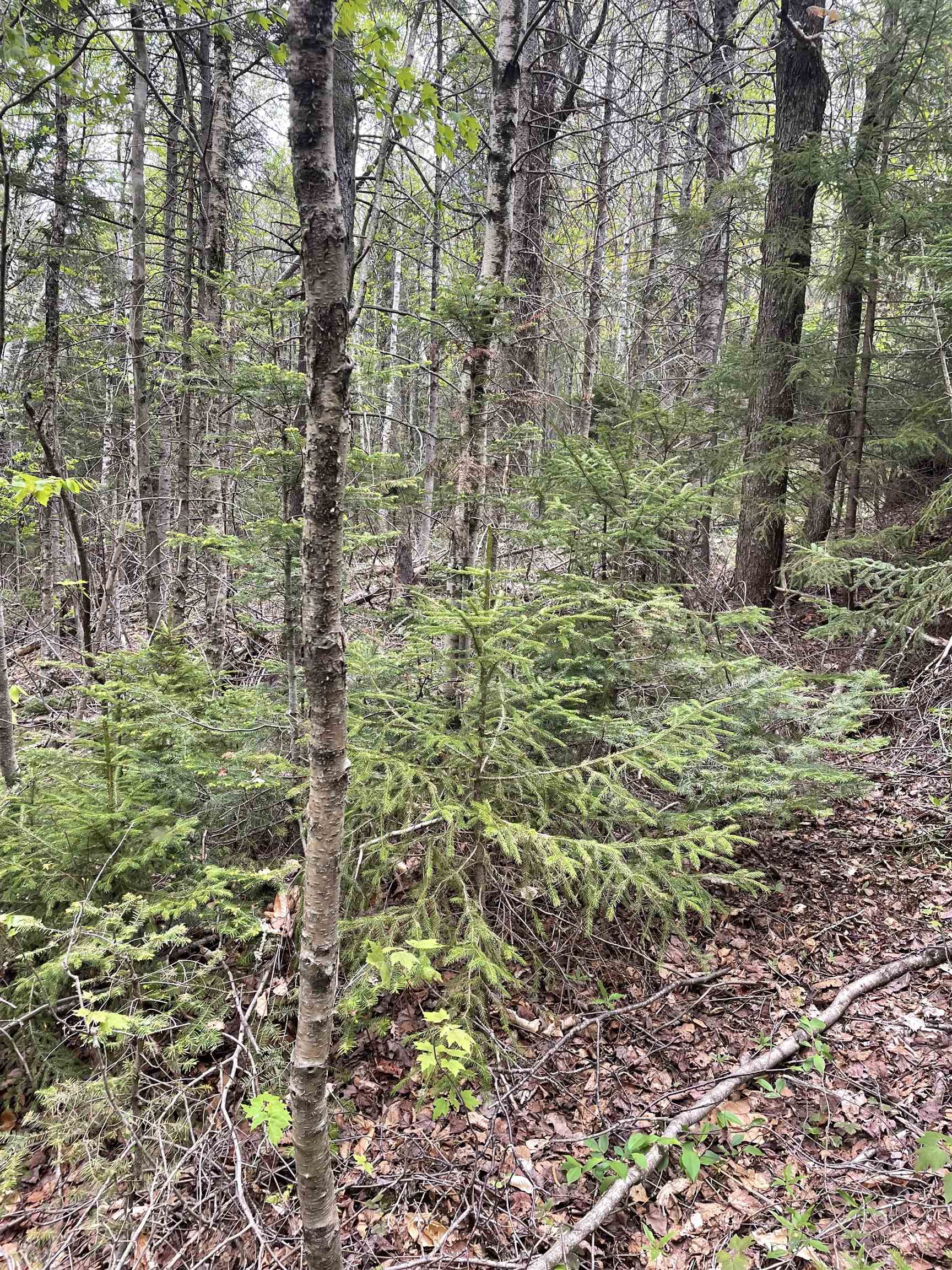 Map 8 Lot 29 Martin Road Property Photo 23