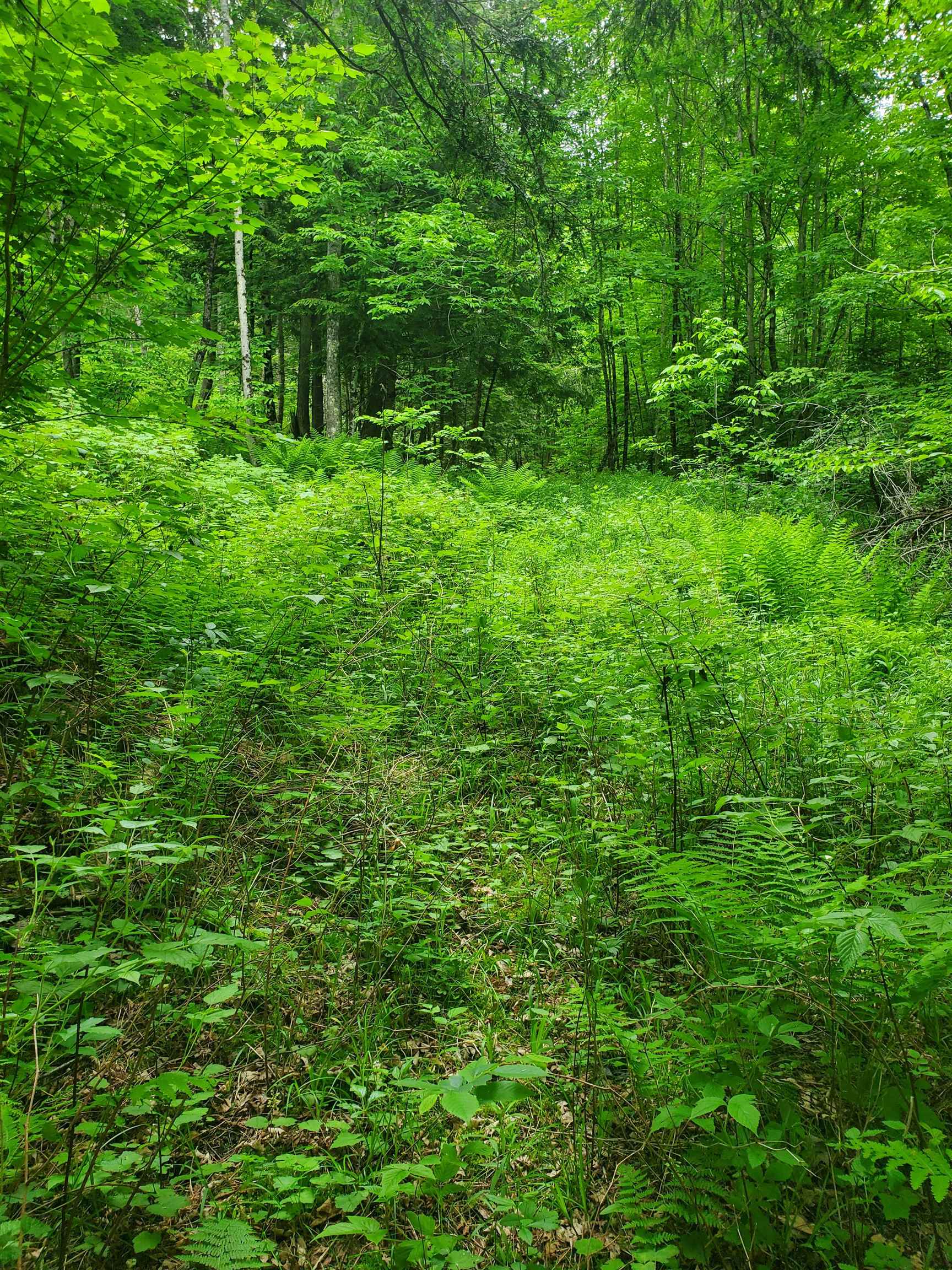 420 Nedeau Park Road Property Photo 4