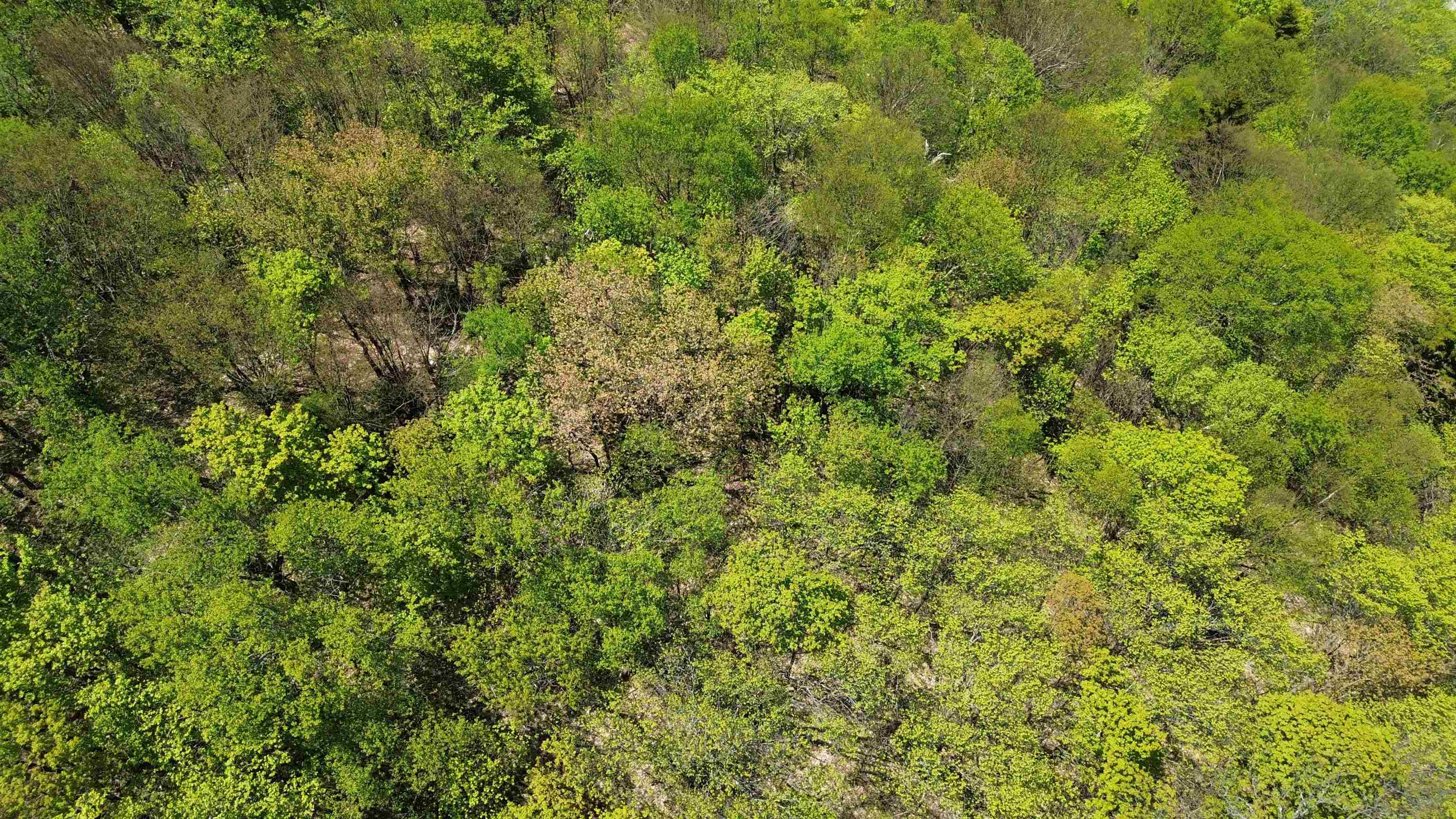 2016 Roxbury Mountain Road Property Photo 13