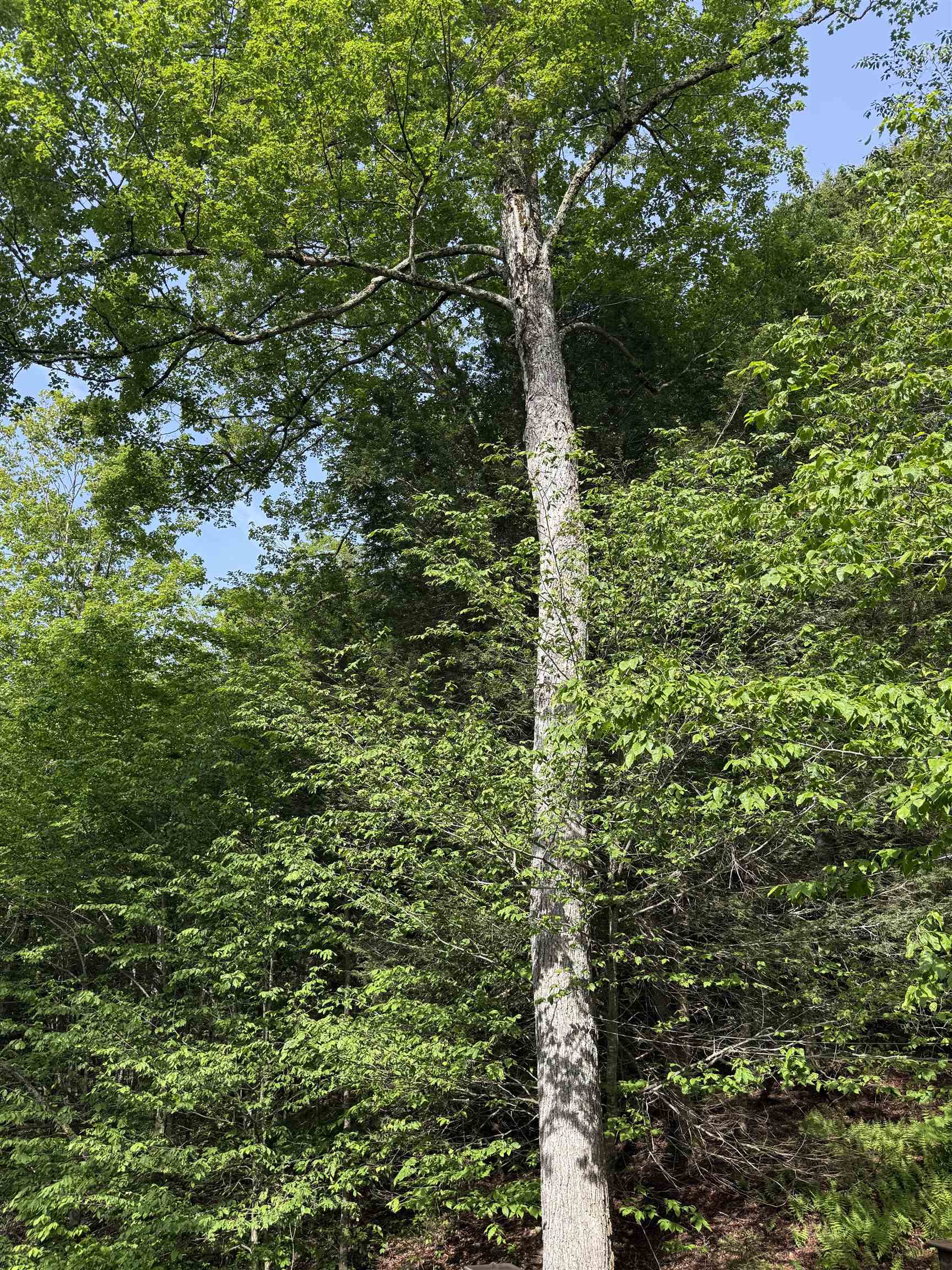 800 Hubbard Hill Property Photo 21