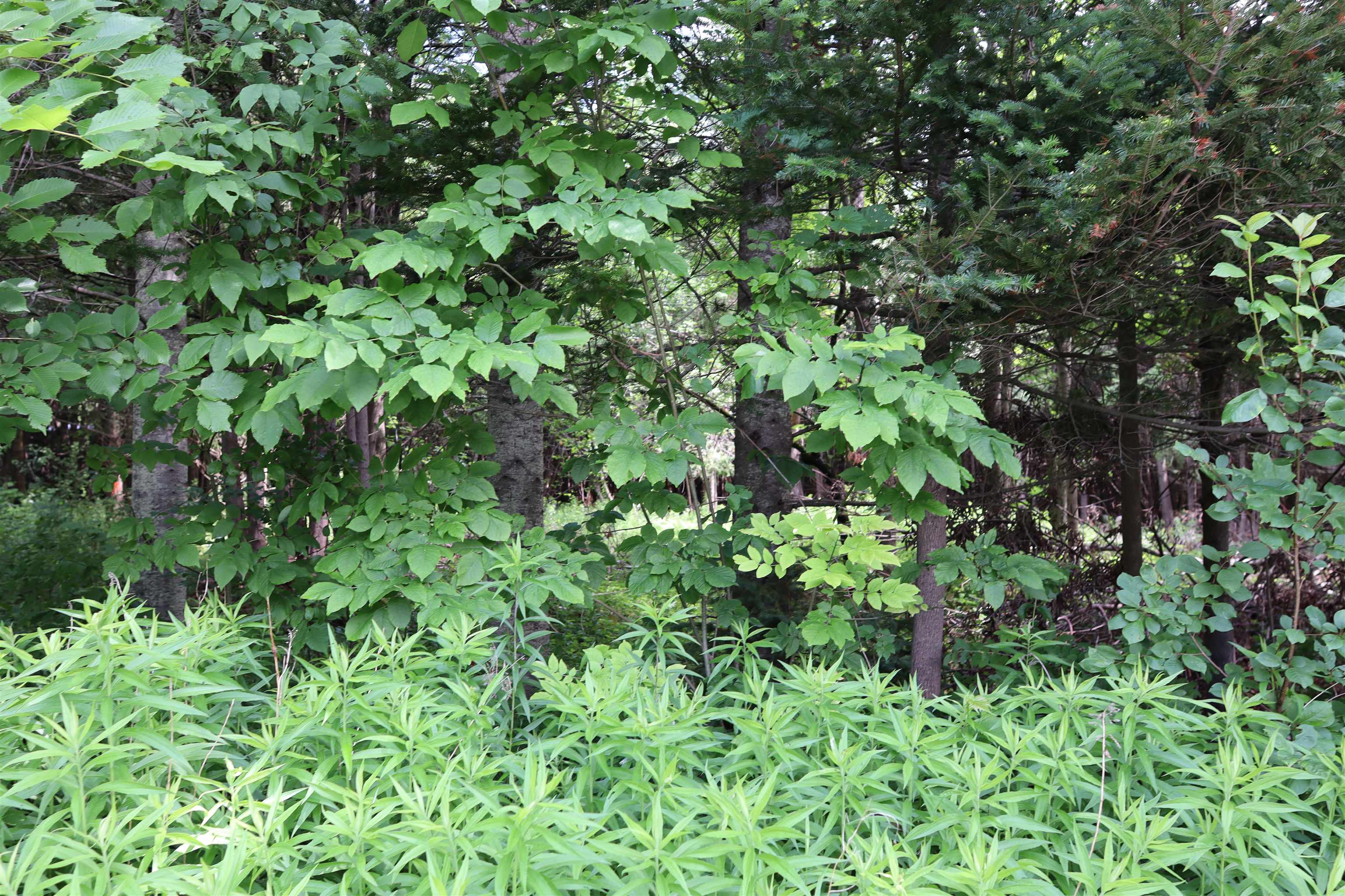 8 Goldsbury Woods Road Property Photo 10