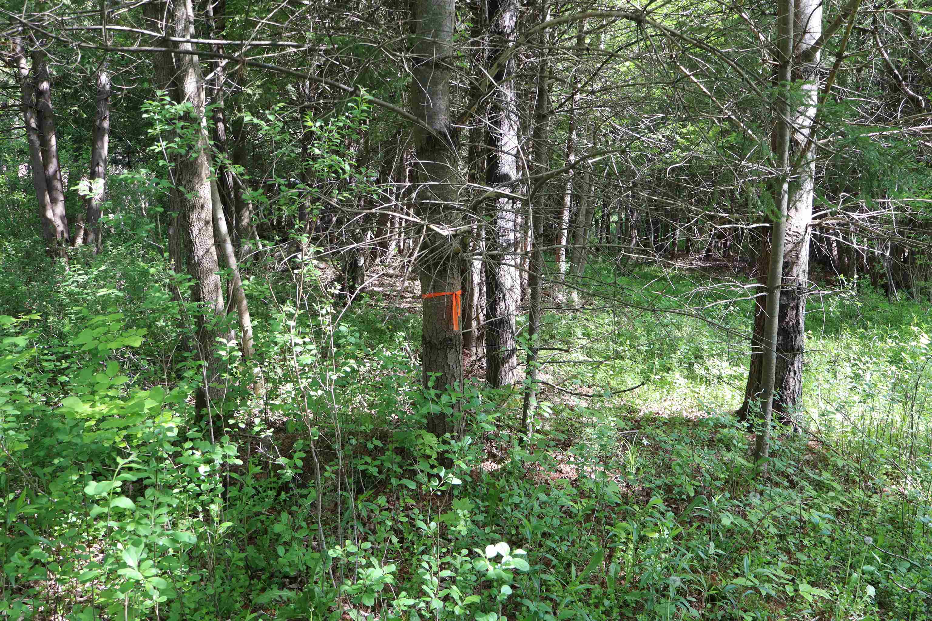 8 Goldsbury Woods Road Property Photo 21