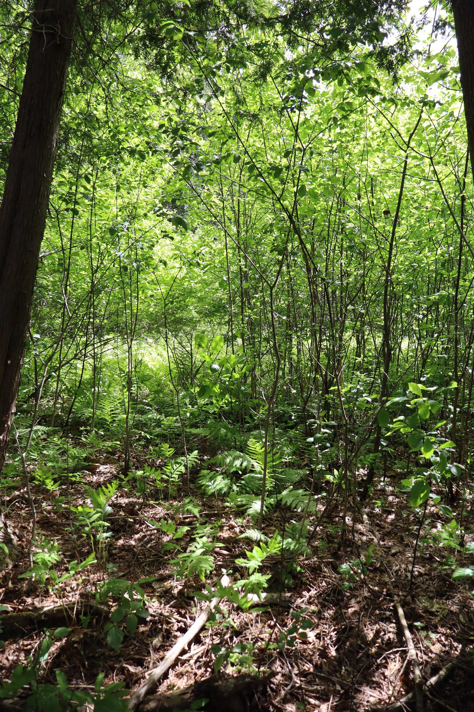 8 Goldsbury Woods Road Property Photo 24