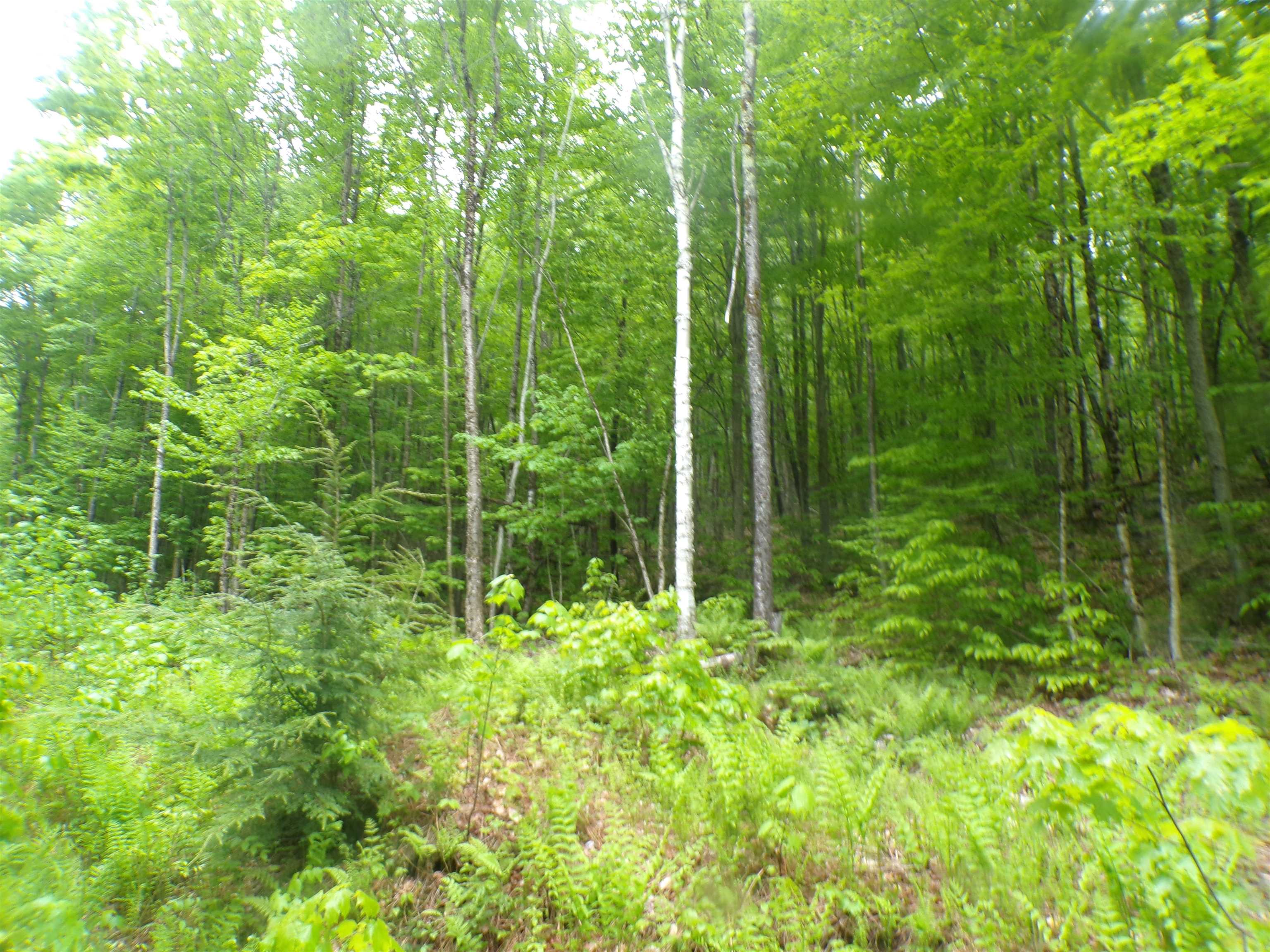 0 Foliage Lane Property Photo 1