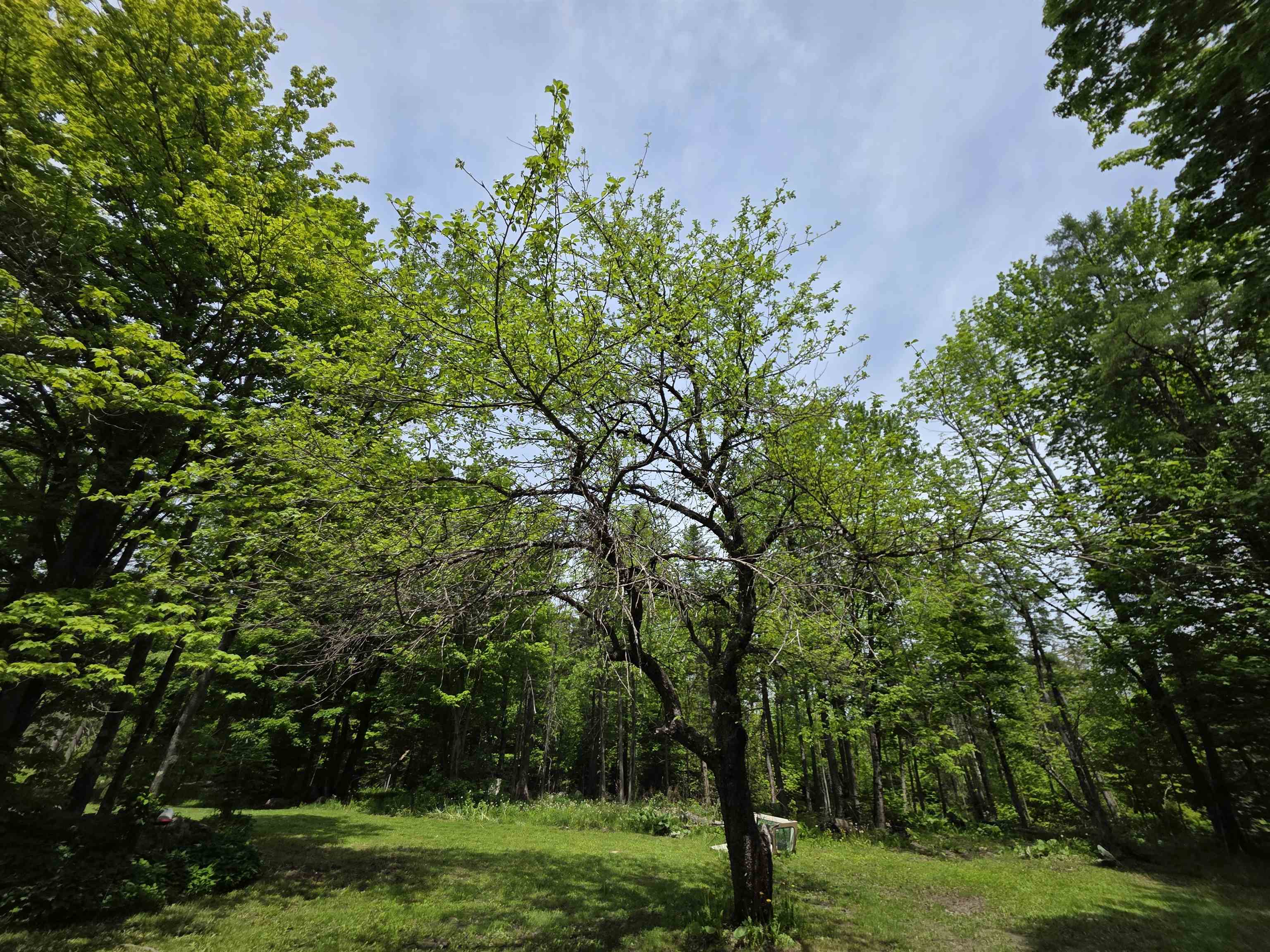 2731 Vt Rte 232 Property Photo 4