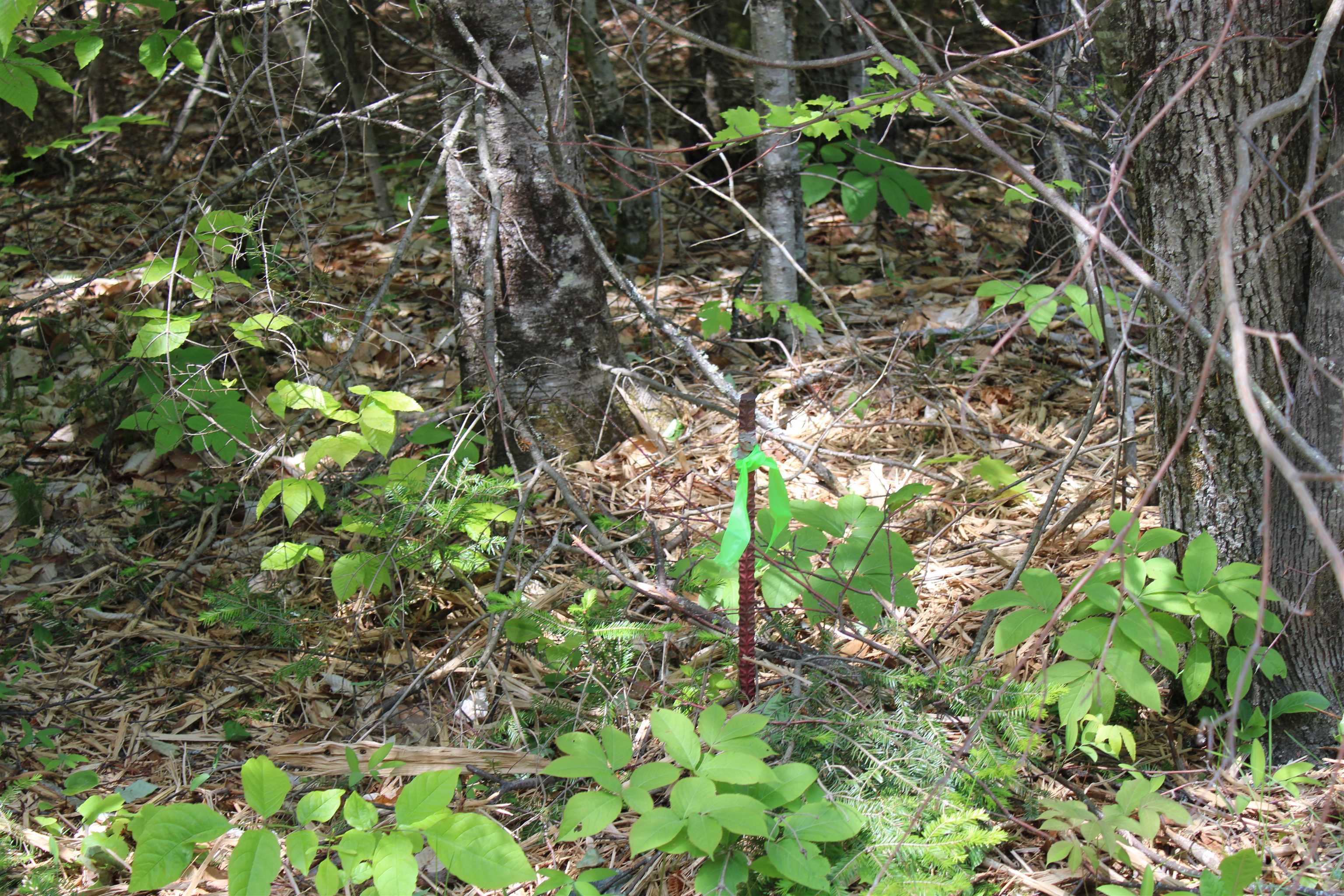 Leonard Hill Property Photo 3
