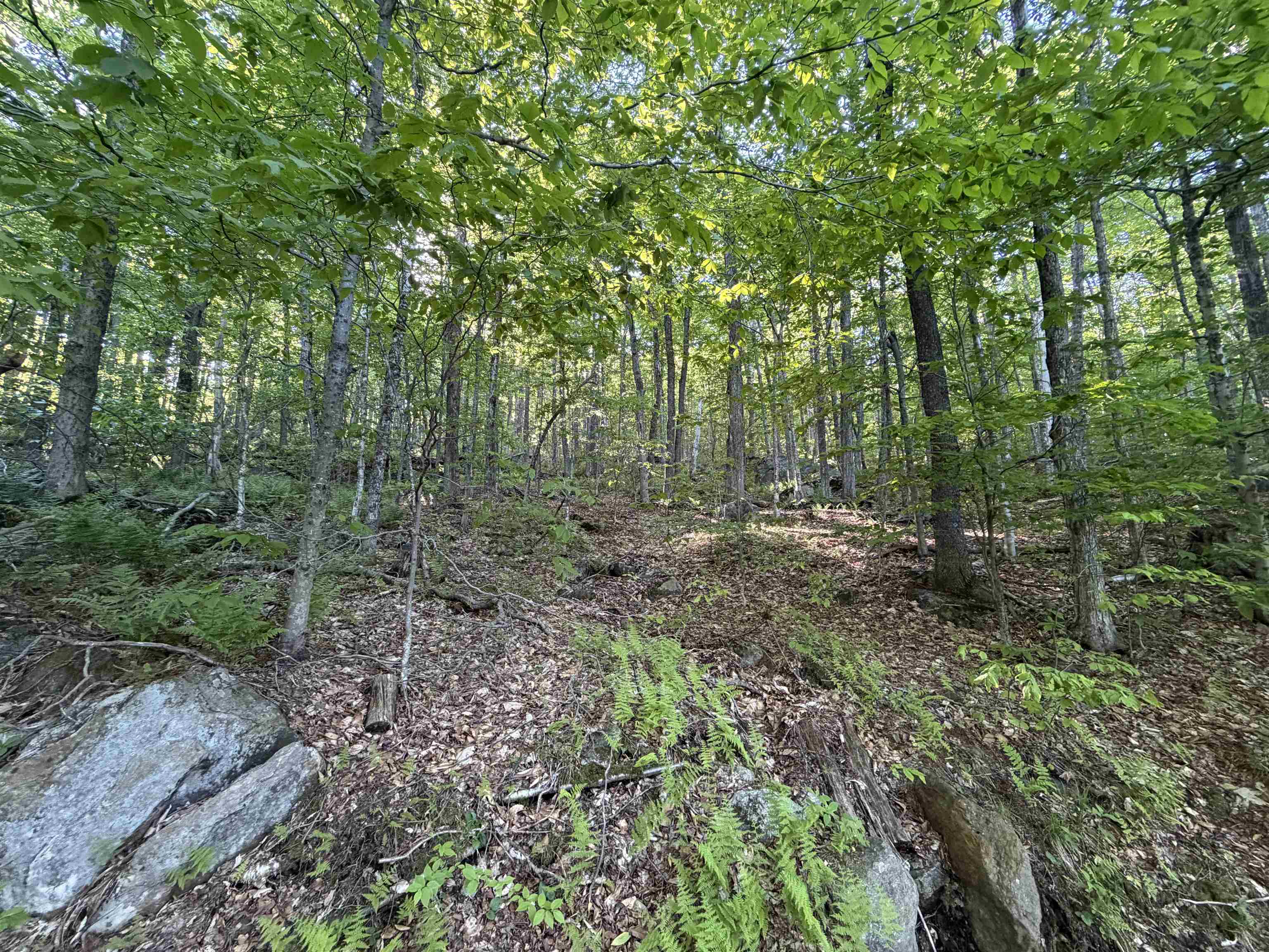 Scattered Timber Road Property Photo 4