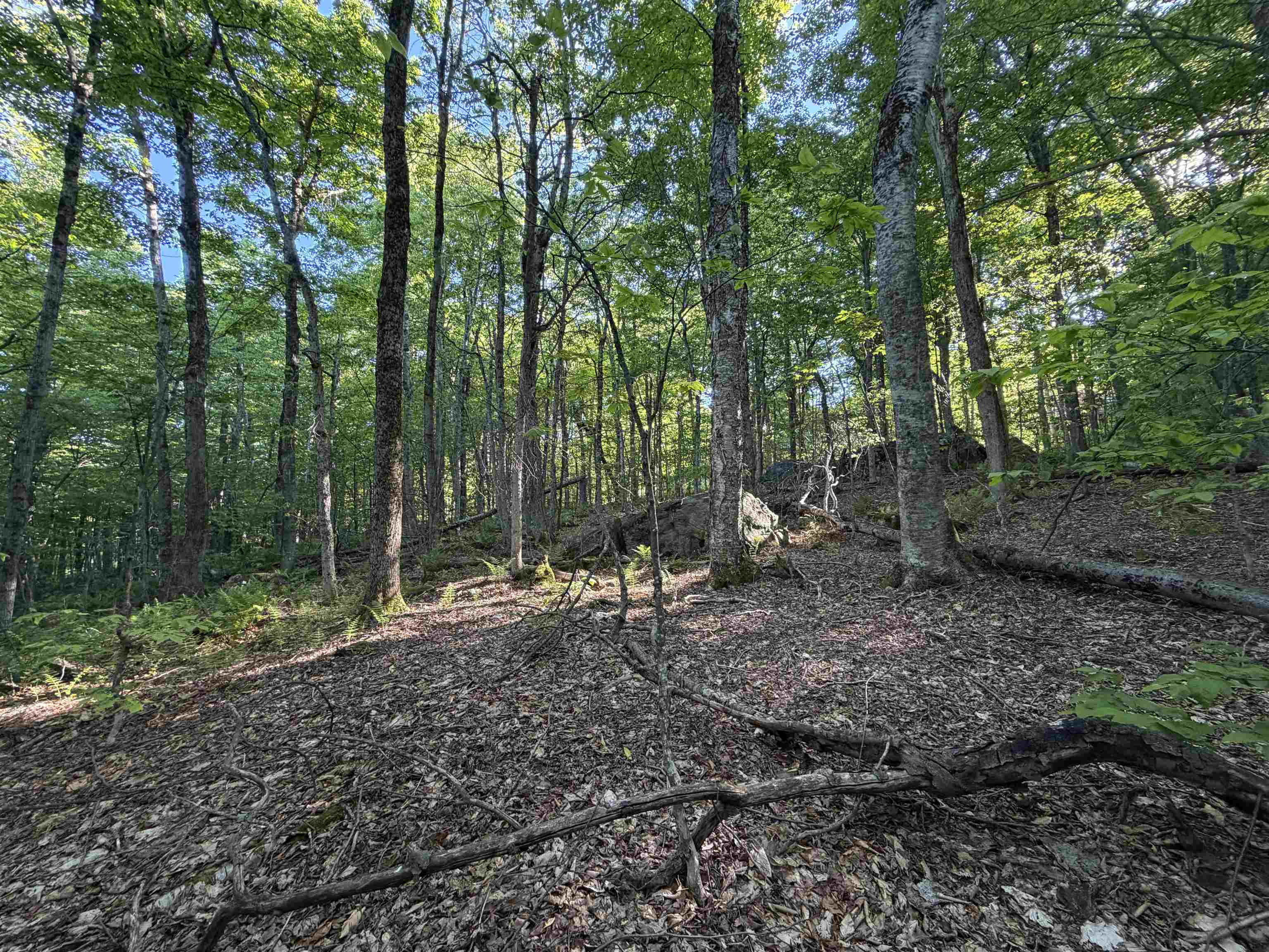 Scattered Timber Road Property Photo 5