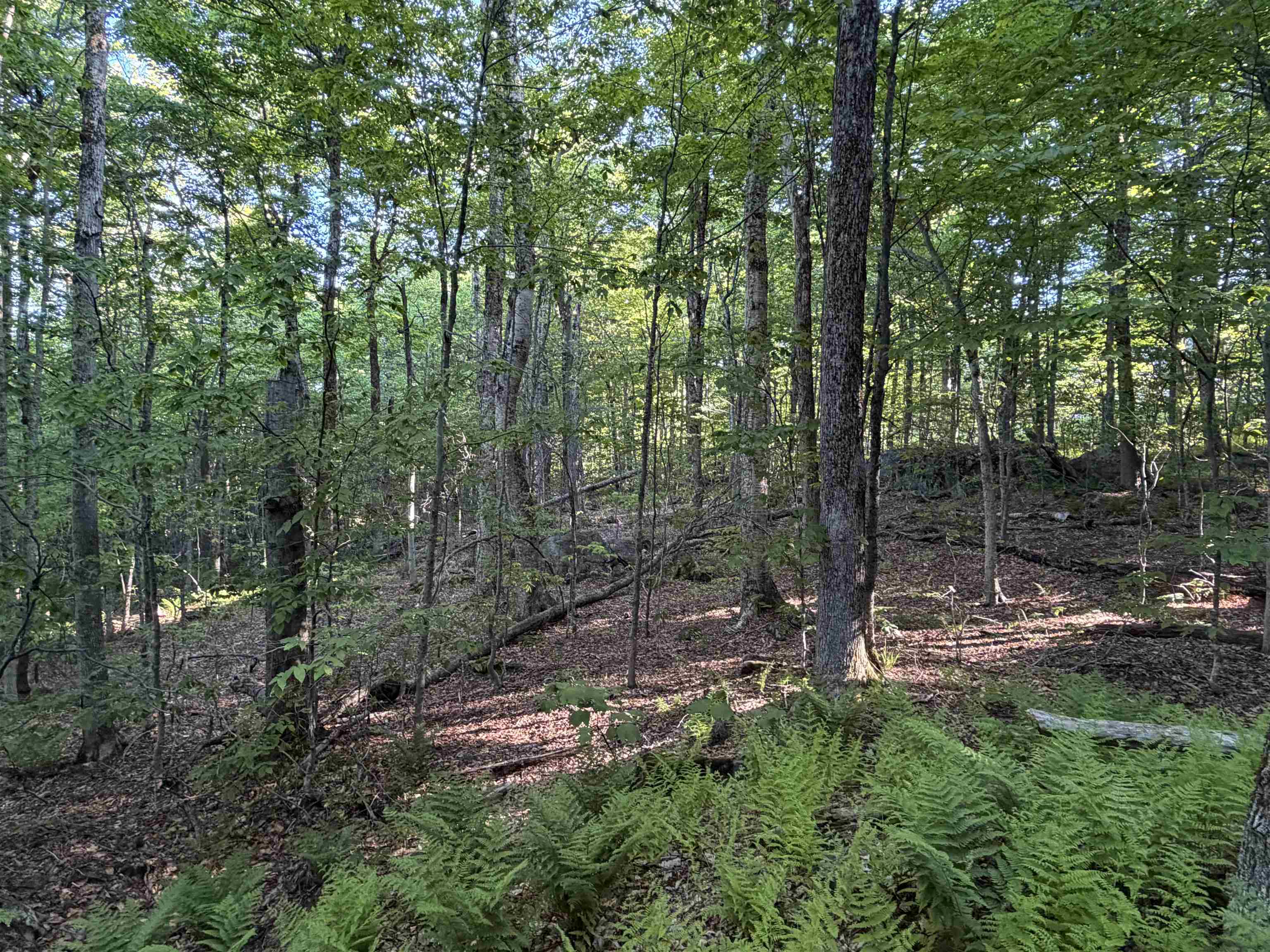 Scattered Timber Road Property Photo 6