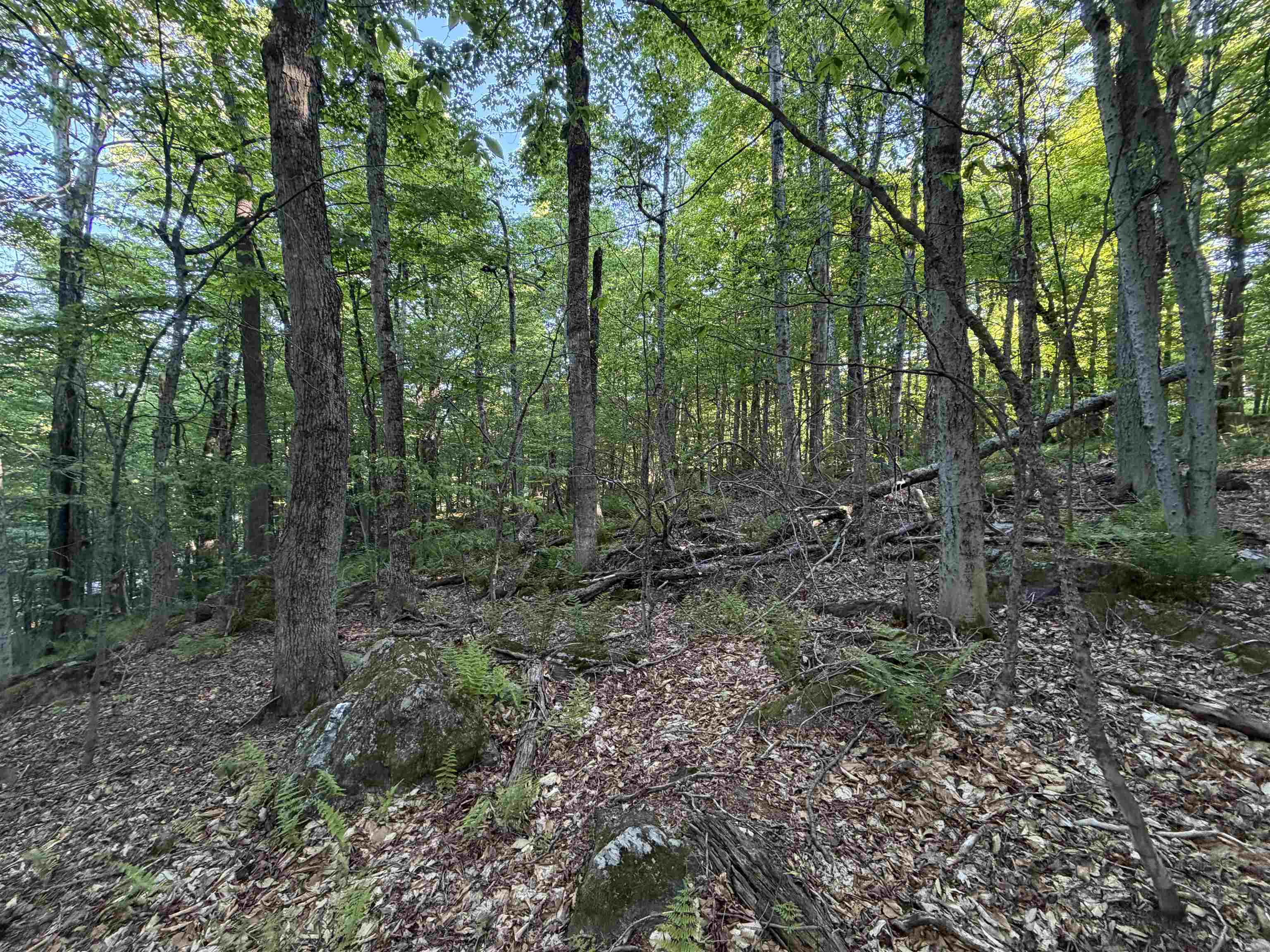 Scattered Timber Road Property Photo 7