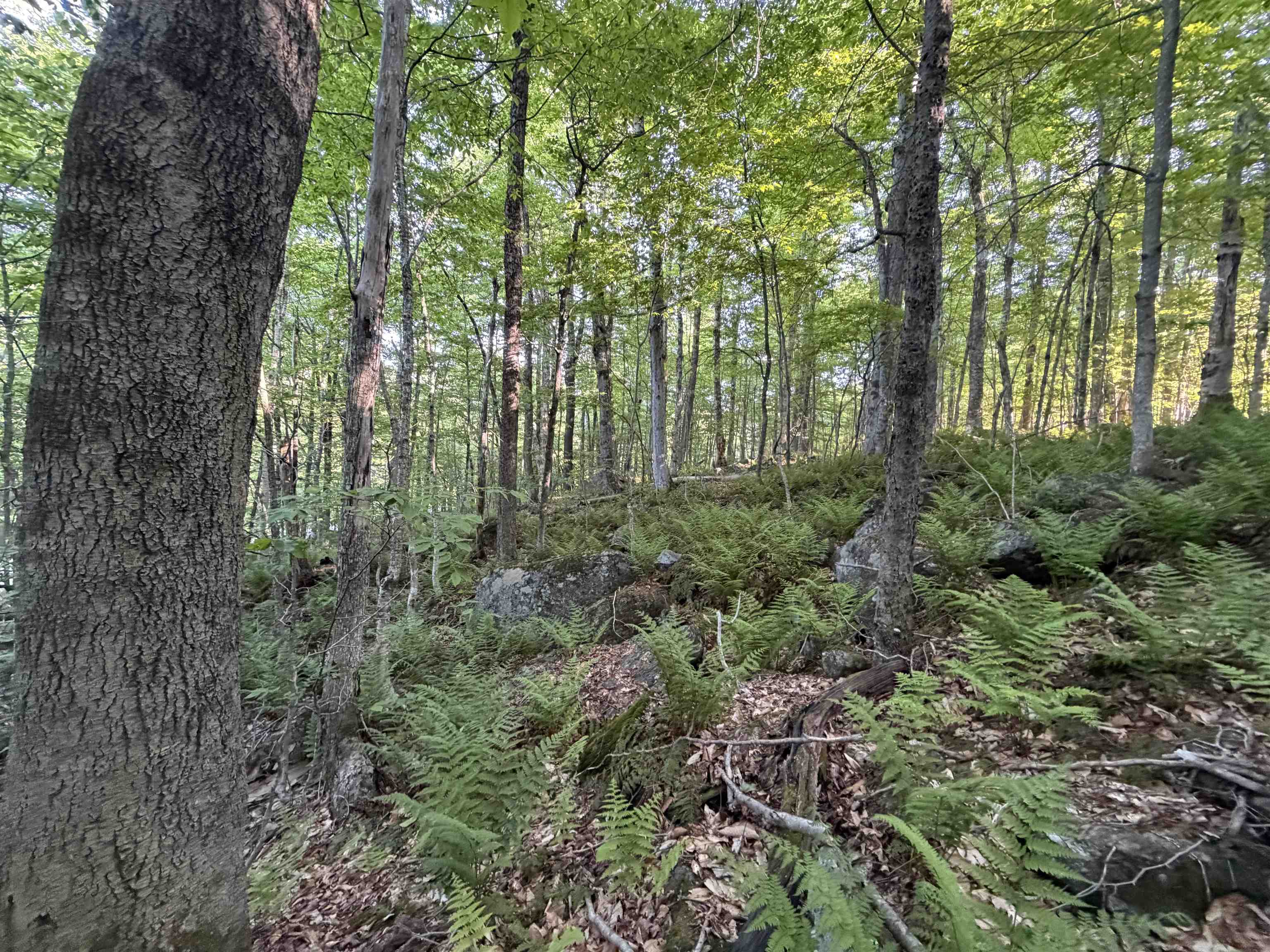 Scattered Timber Road Property Photo 9