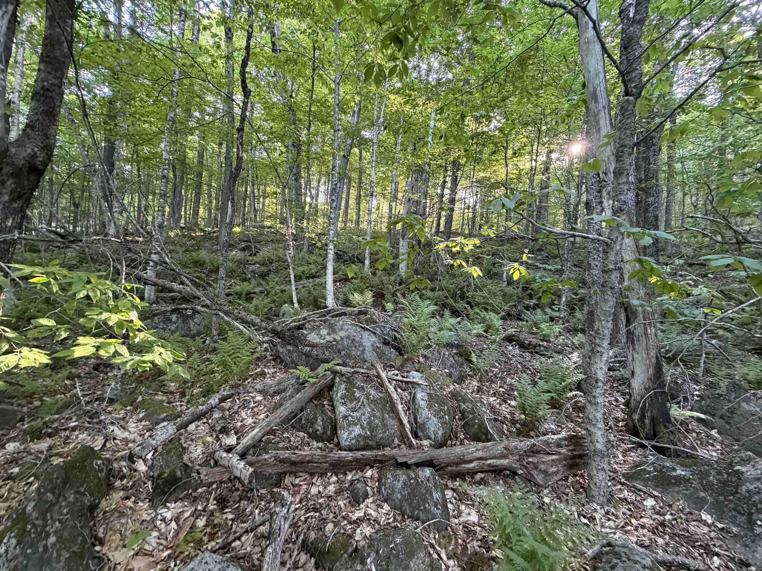 Scattered Timber Road Property Photo 11