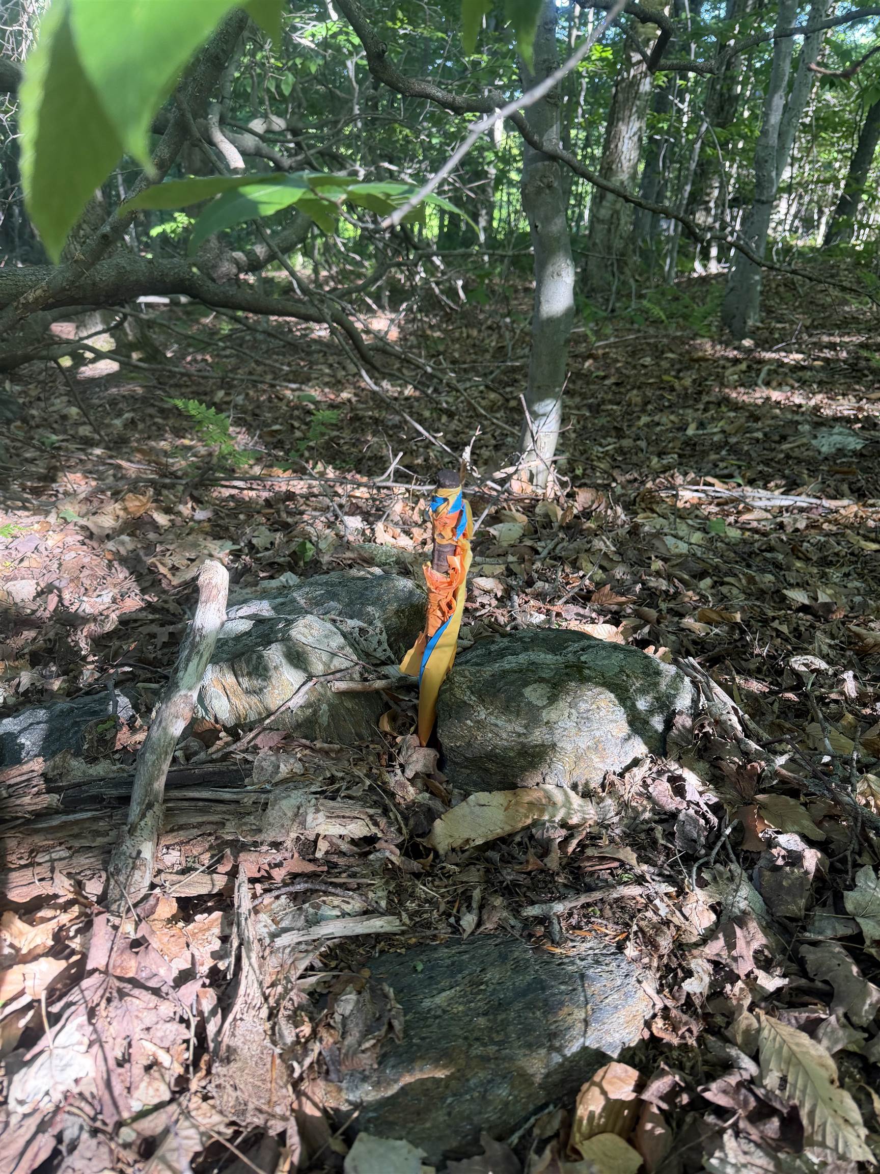Scattered Timber Road Property Photo 12
