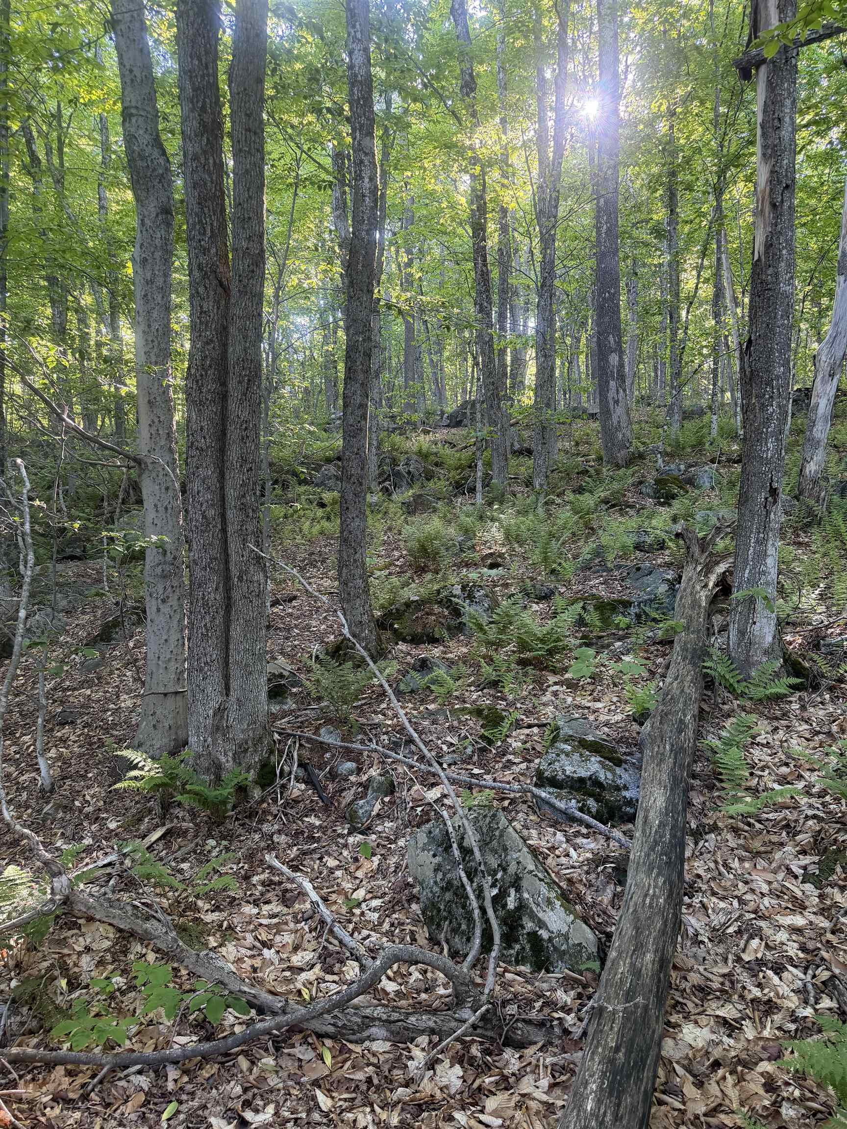 Scattered Timber Road Property Photo 13