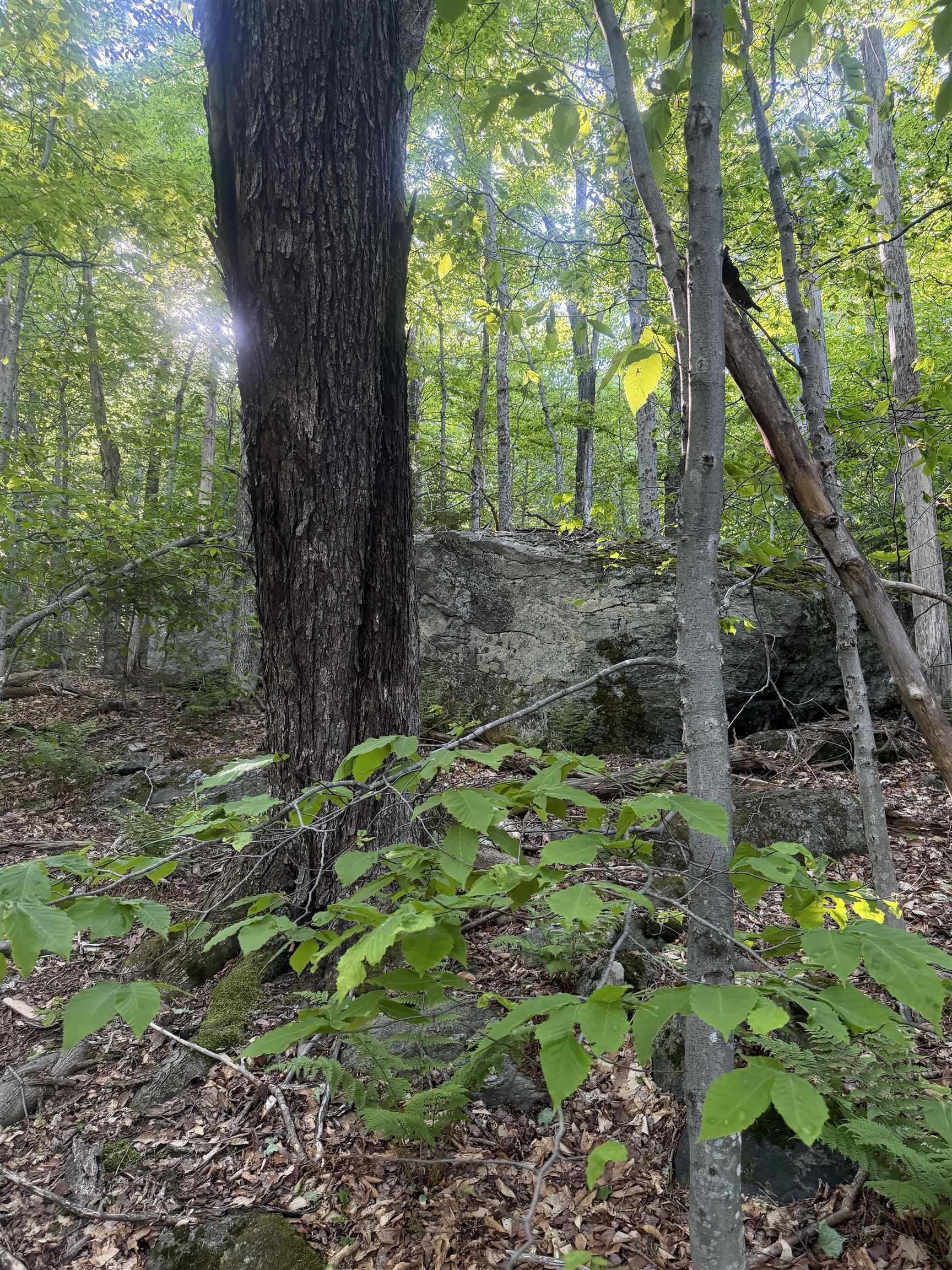 Scattered Timber Road Property Photo 14
