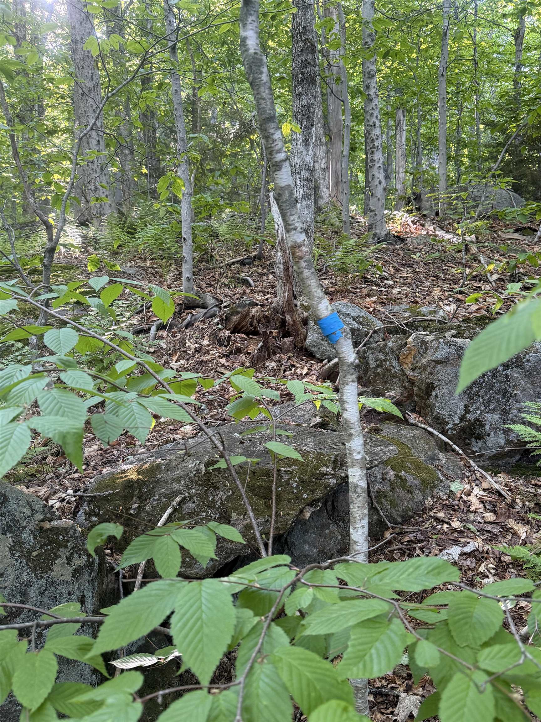 Scattered Timber Road Property Photo 15