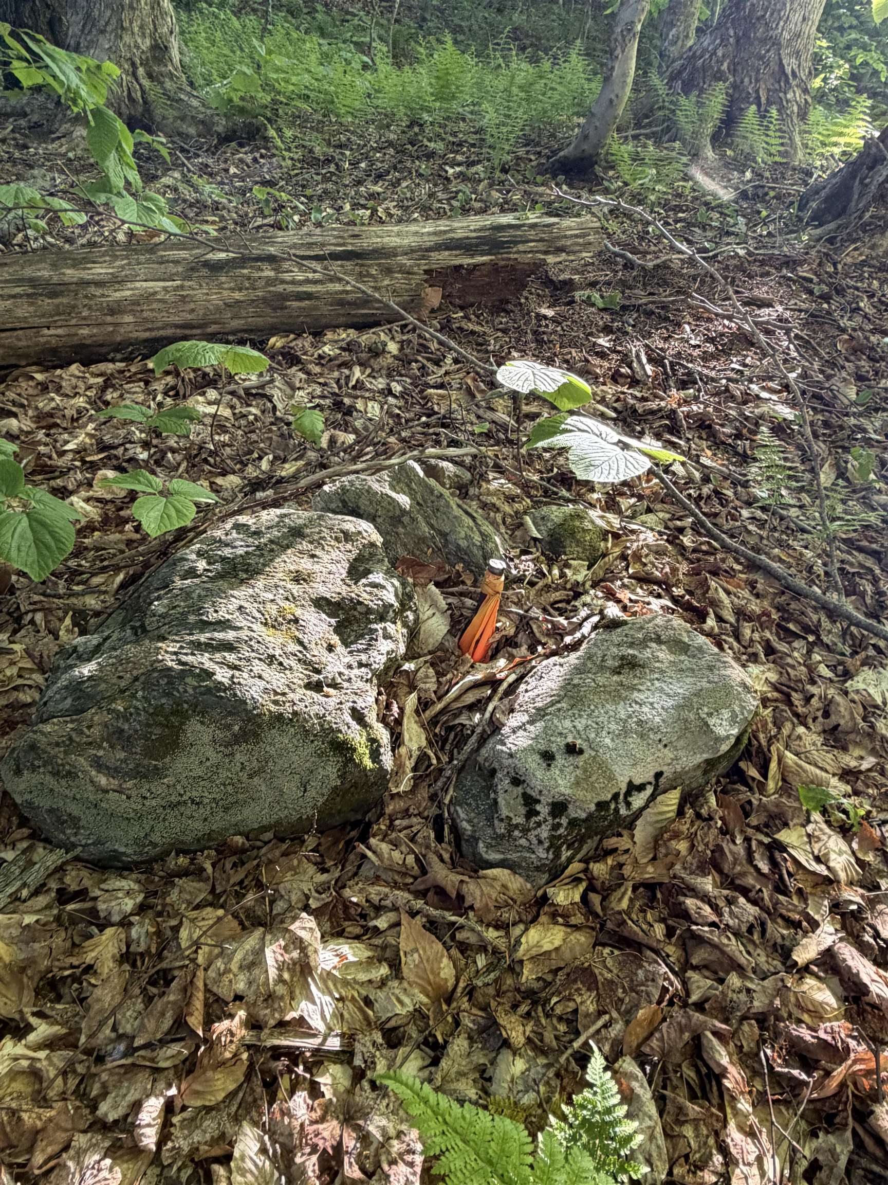 Scattered Timber Road Property Photo 16