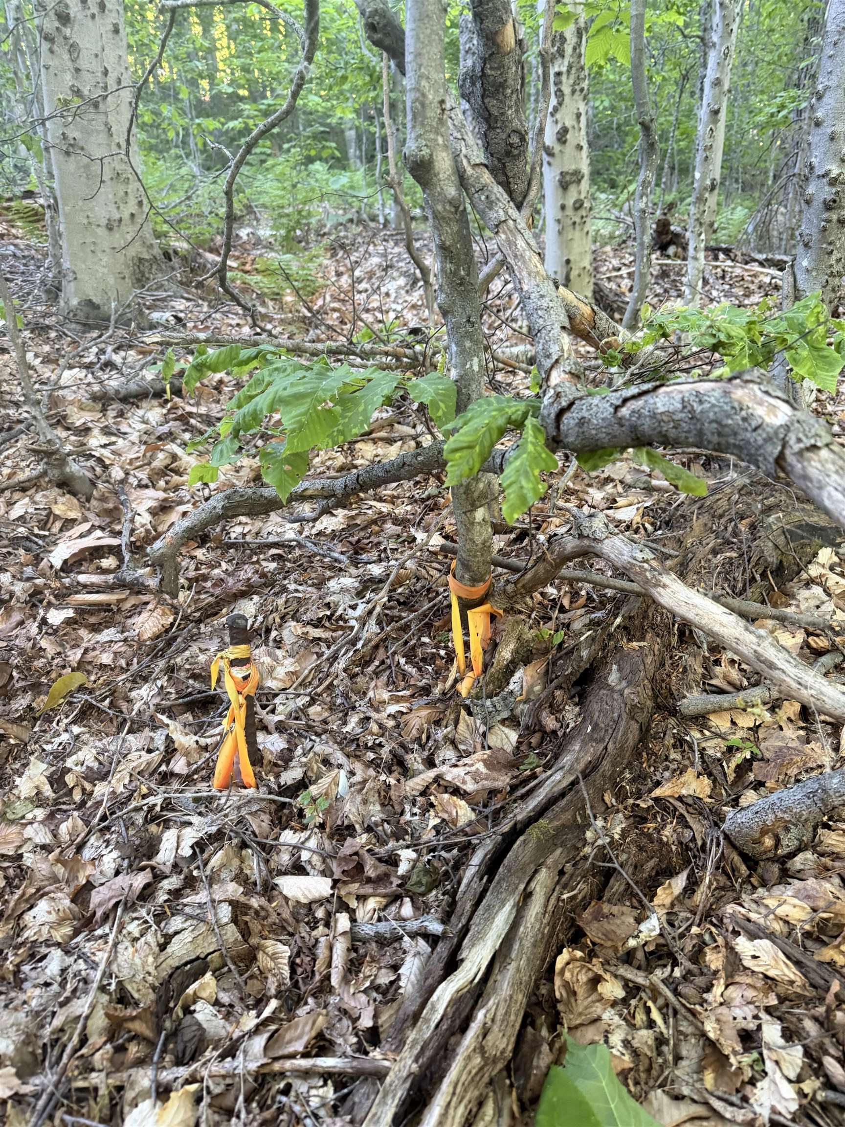 Scattered Timber Road Property Photo 17